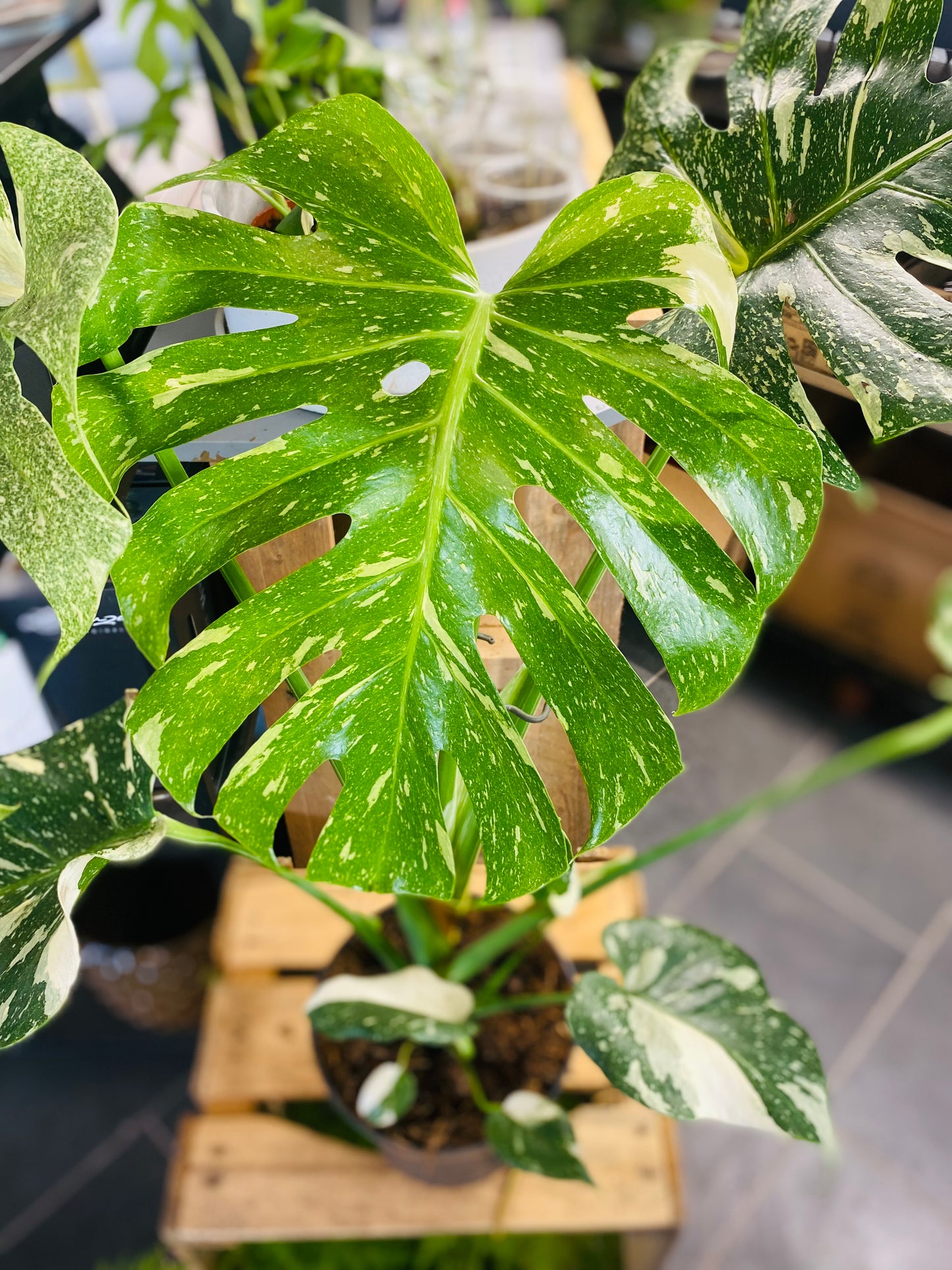 Monstera Thai Constellation - 70 cm høy