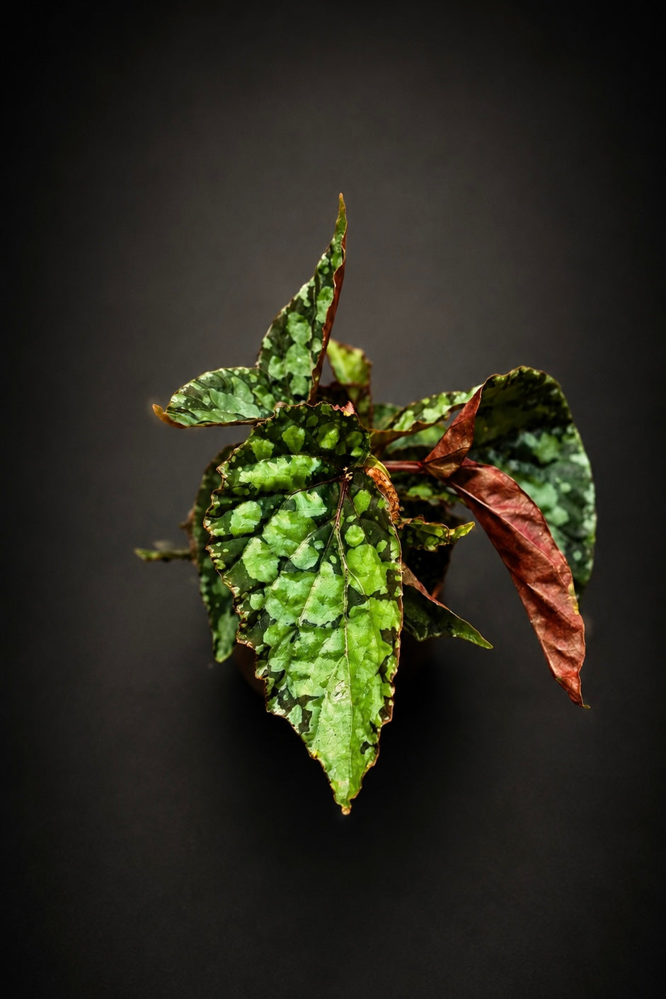 Begonia Lucifer