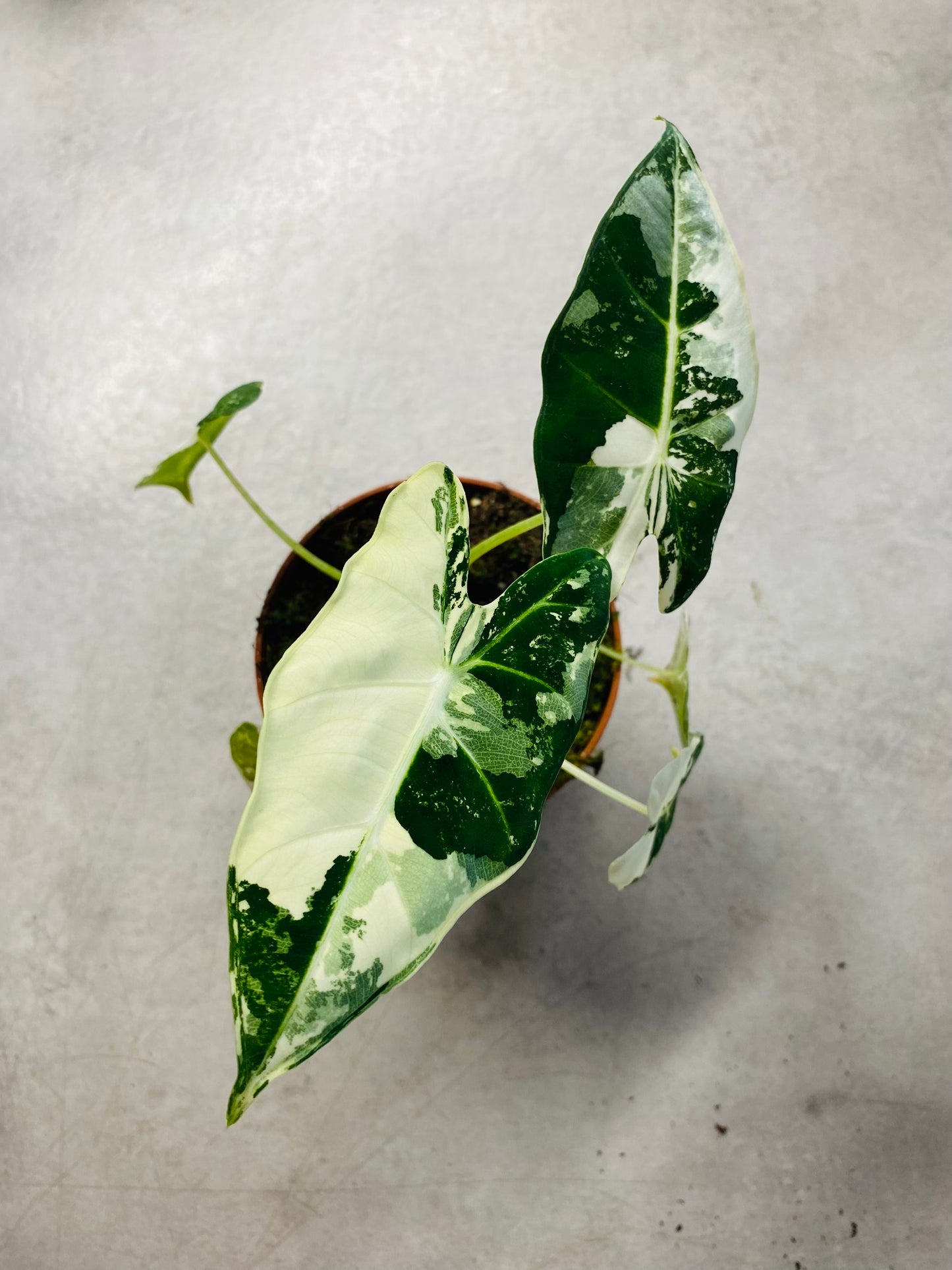 Alocasia Micholitziana "Green Velvet" Variegata - Frydek Variegata