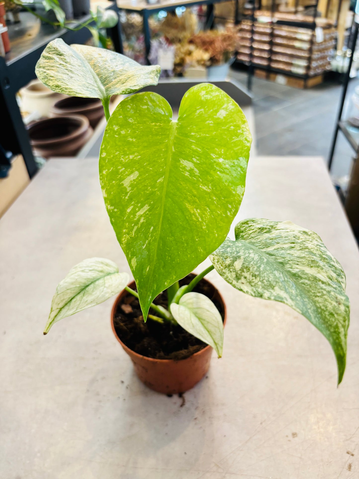 Monstera Mint - 5