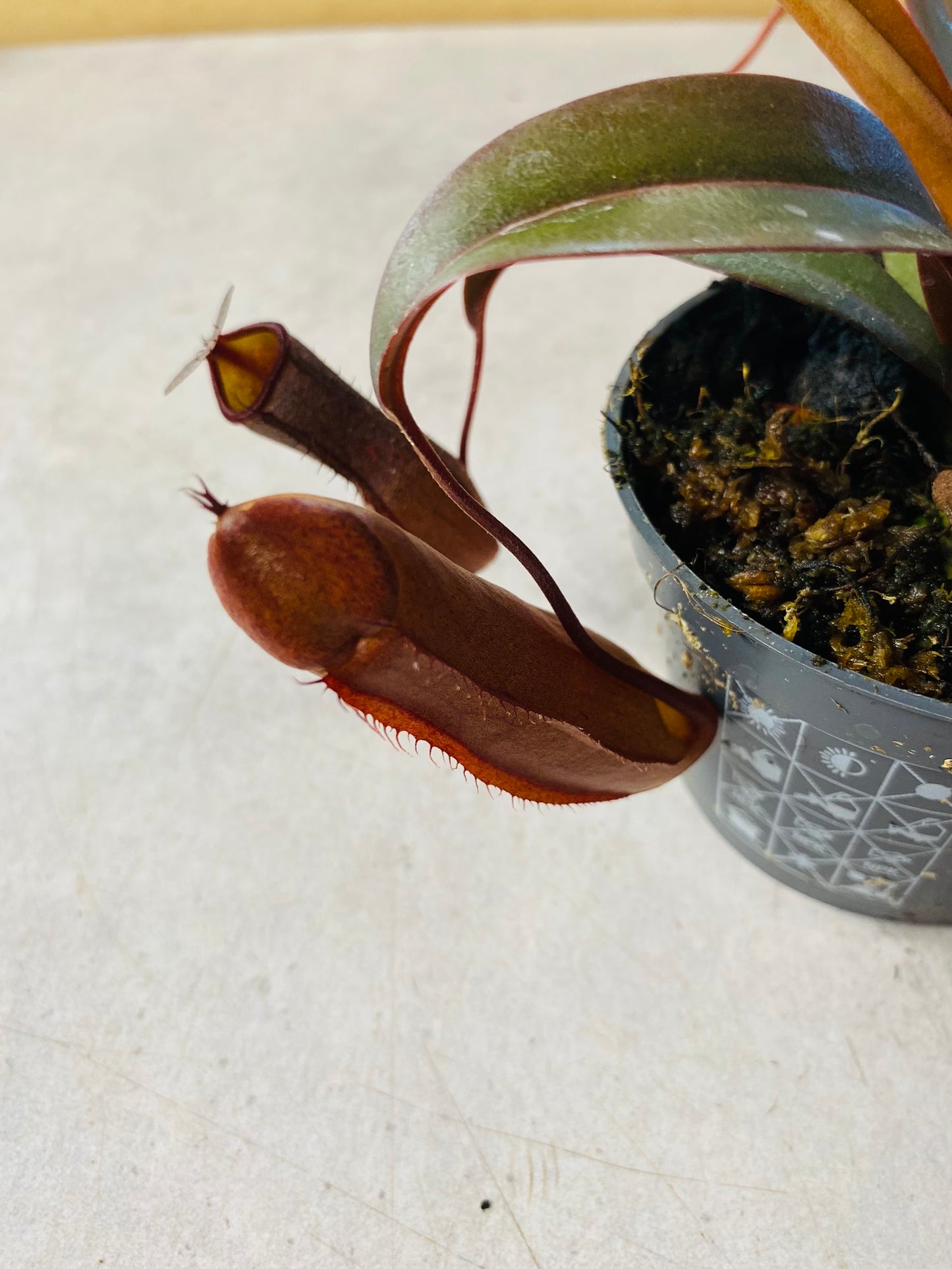 Nepenthes Mikei
