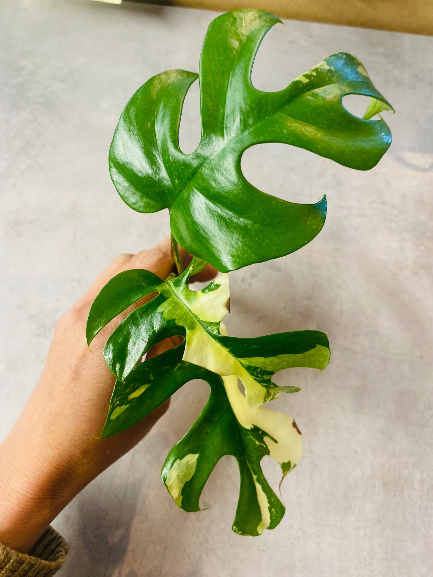 Rhaphidophora Tetrasperma Variegata - Stikling