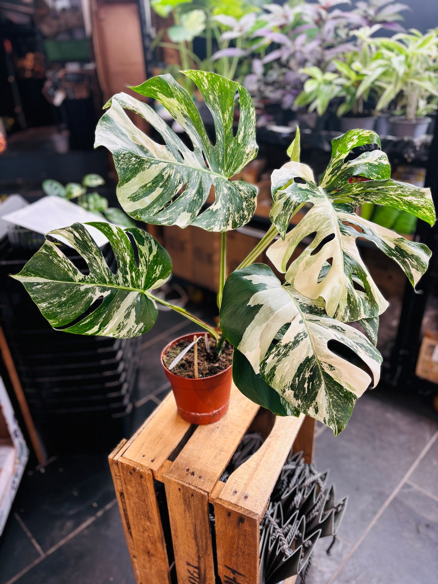 Monstera Variegata - Mye - 3