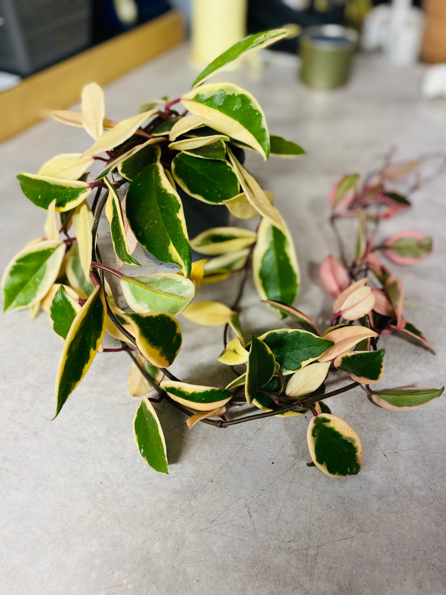 Hoya Carnosa Purple Pride