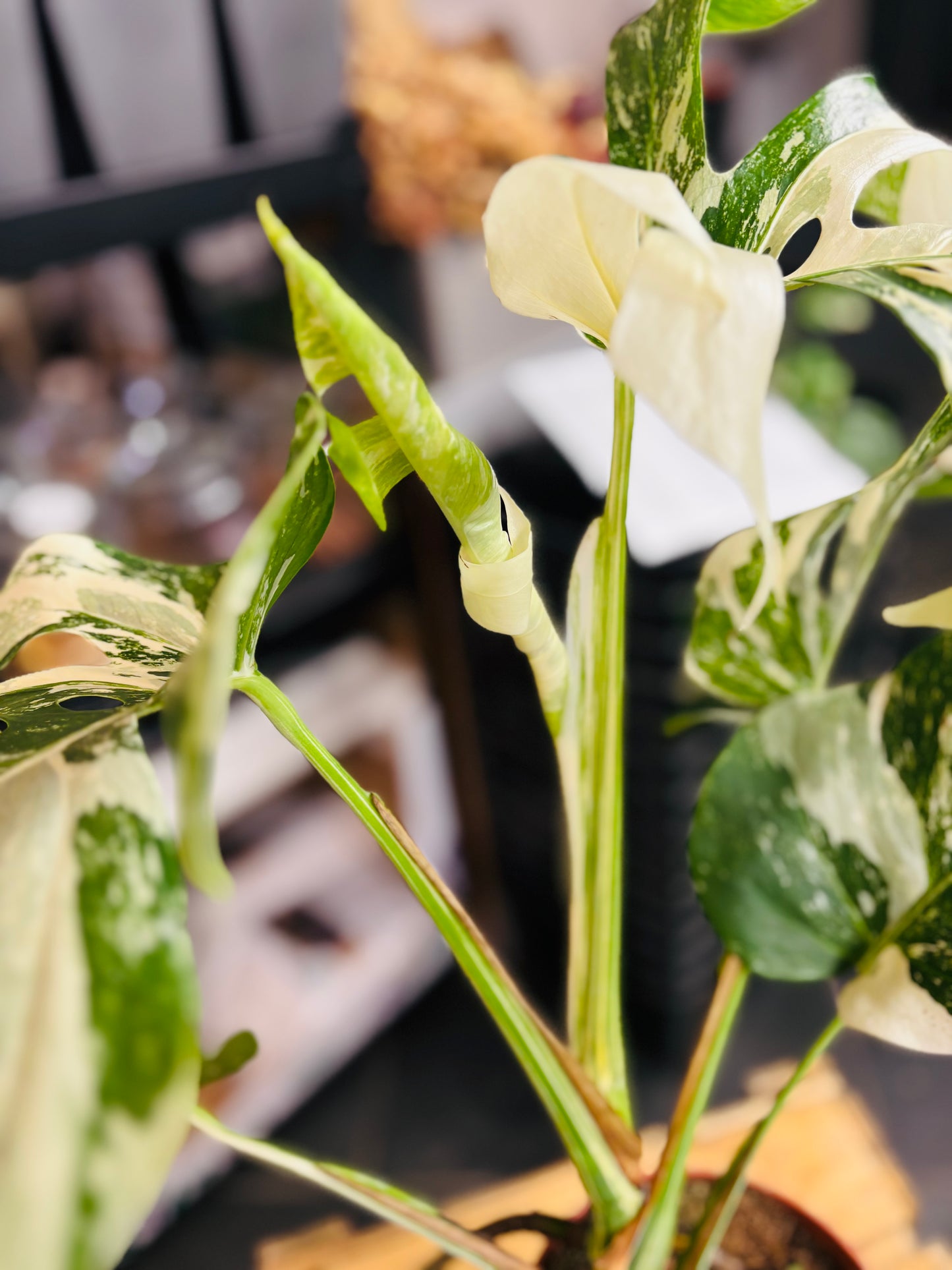Monstera Variegata - Mye - 5
