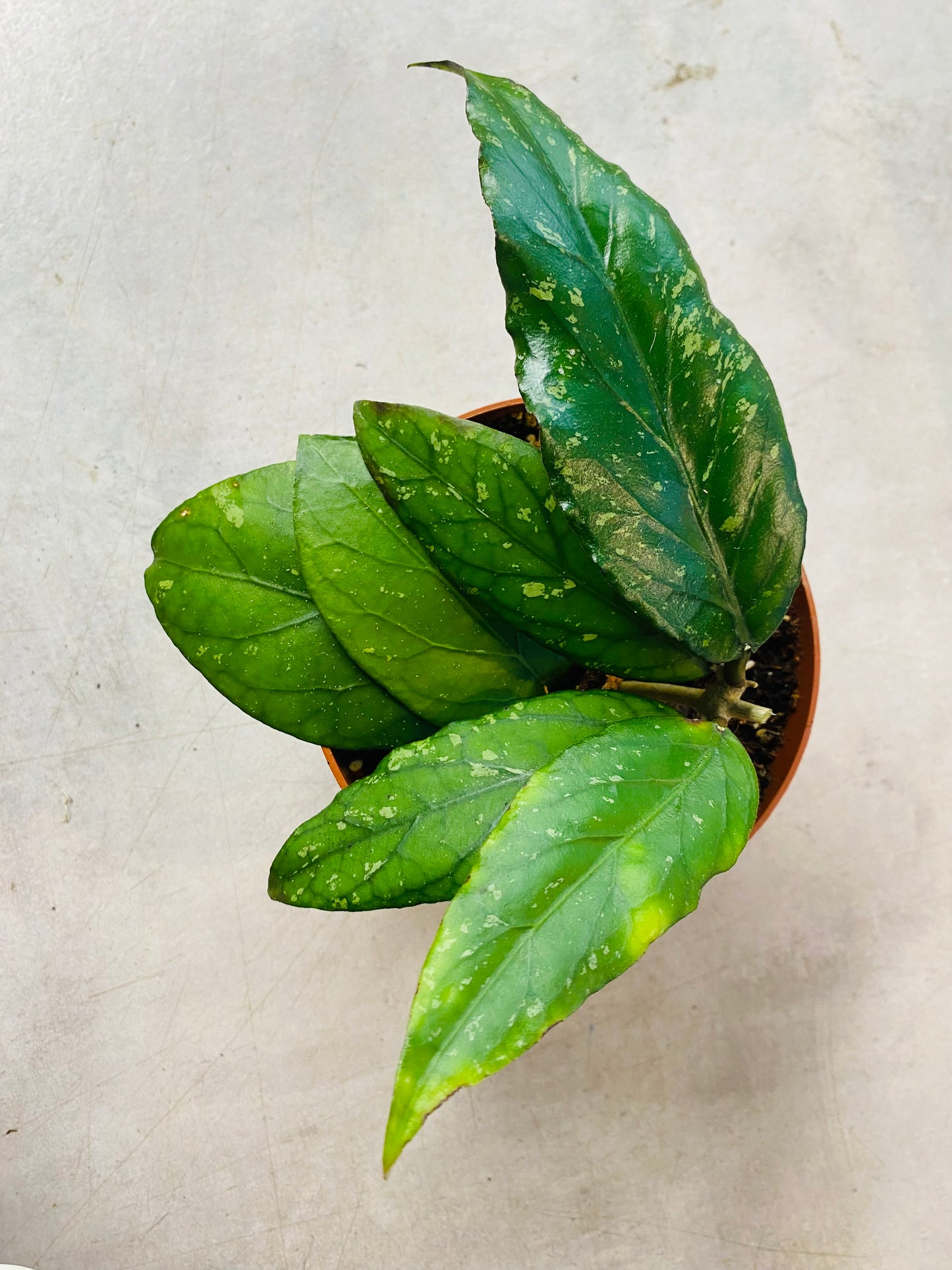 Hoya sp. Gayo