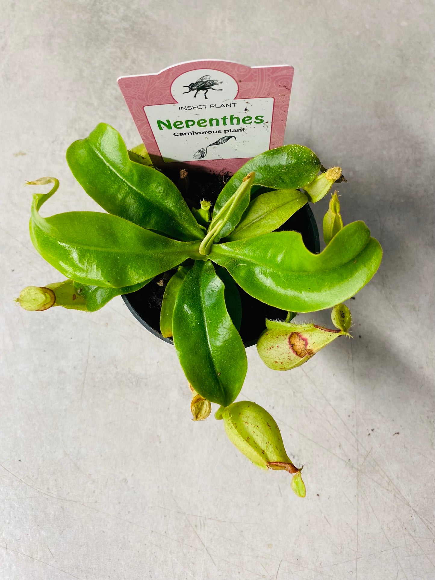 Nepenthes Ampullaria Jack