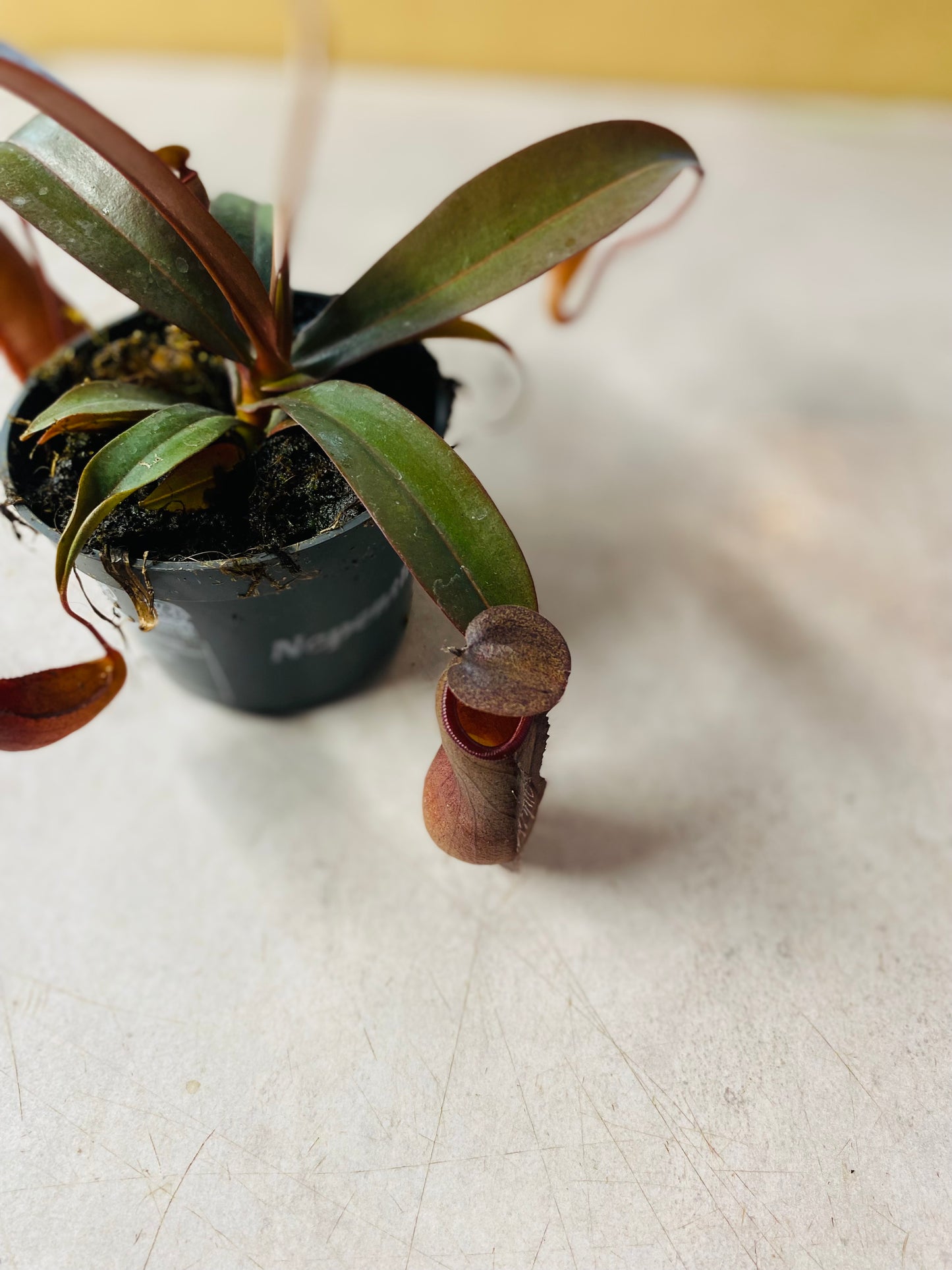 Nepenthes Mikei