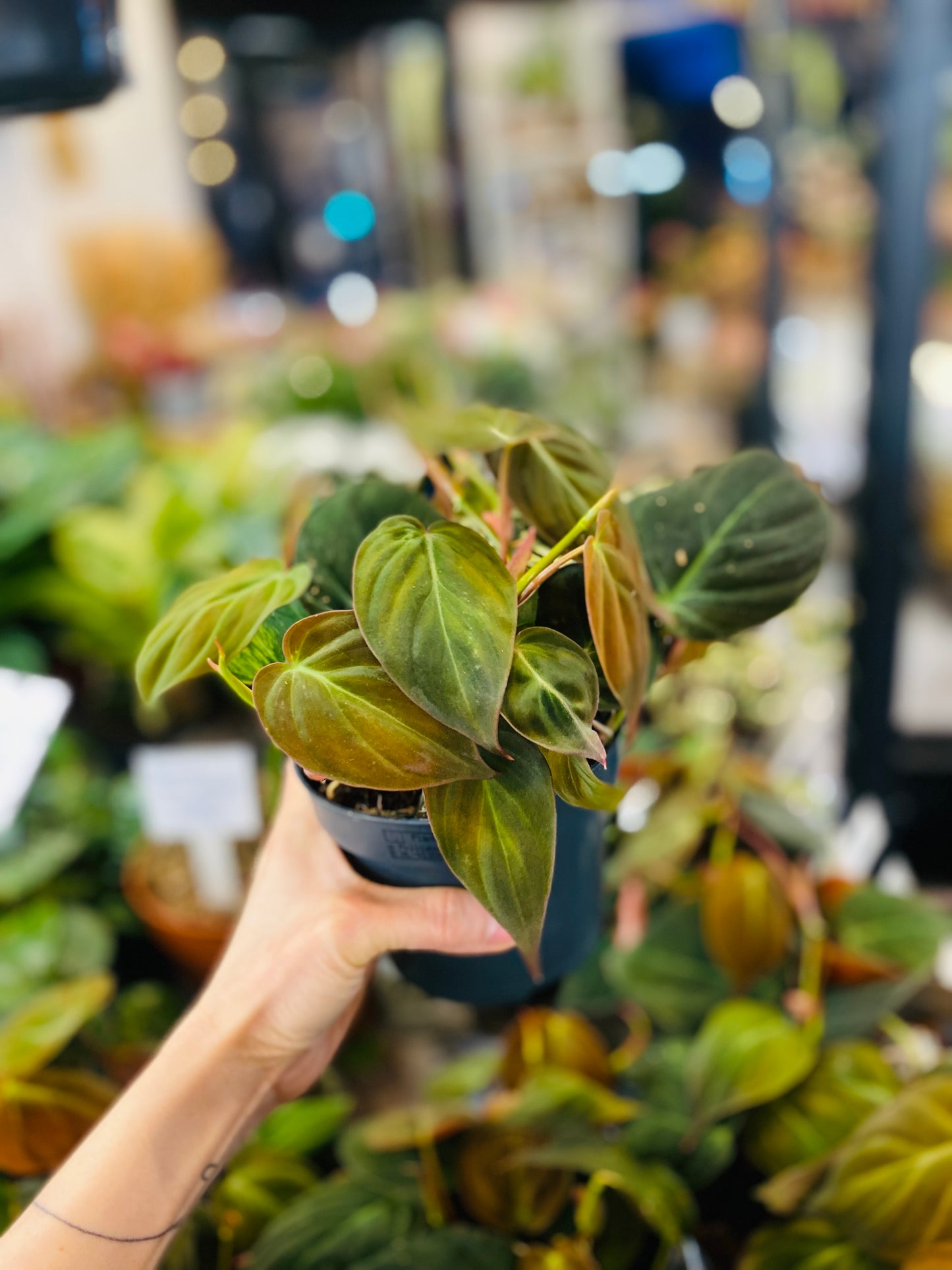 Philodendron Micans