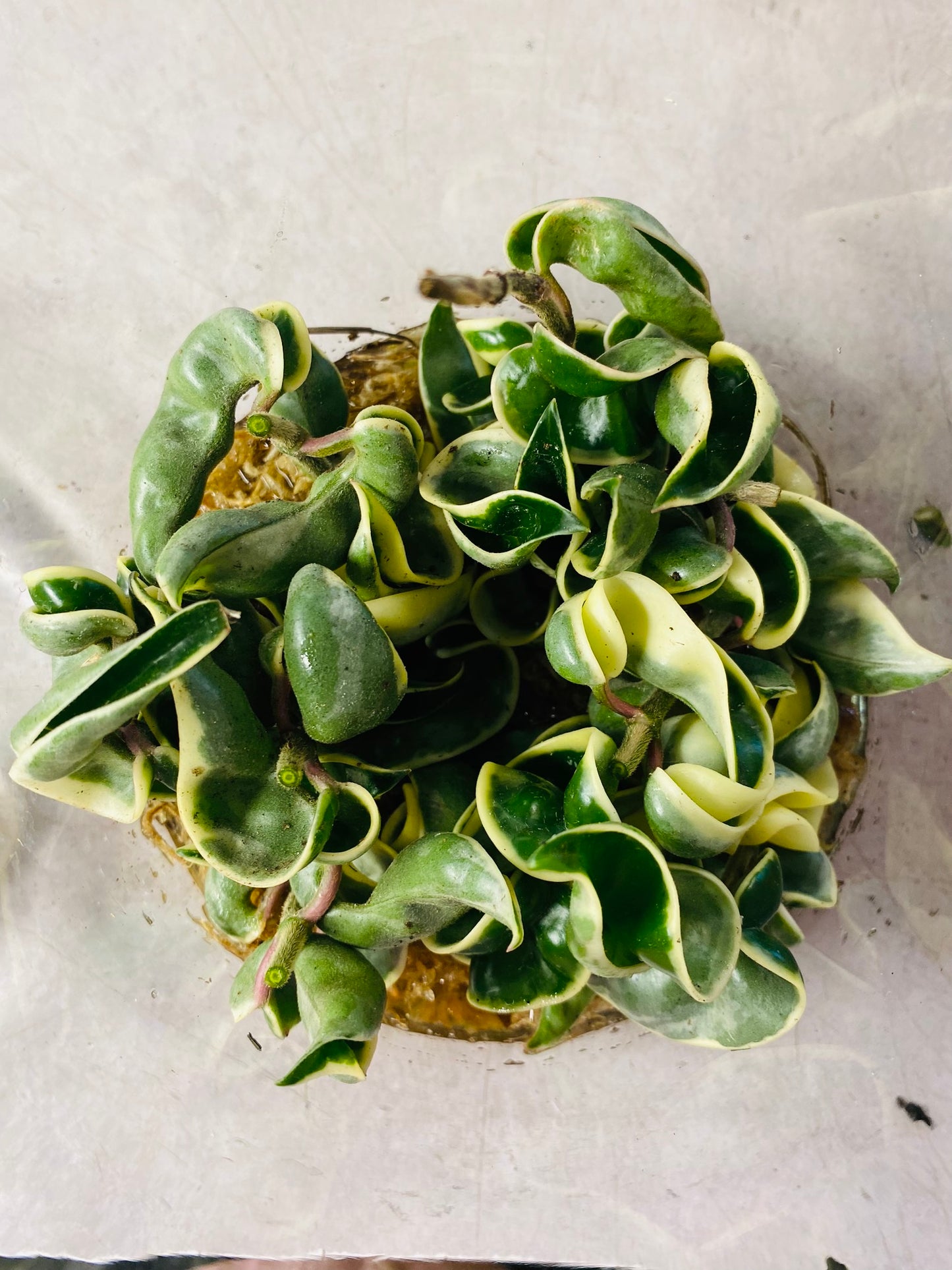 Hoya Compacta Variegata - stikling