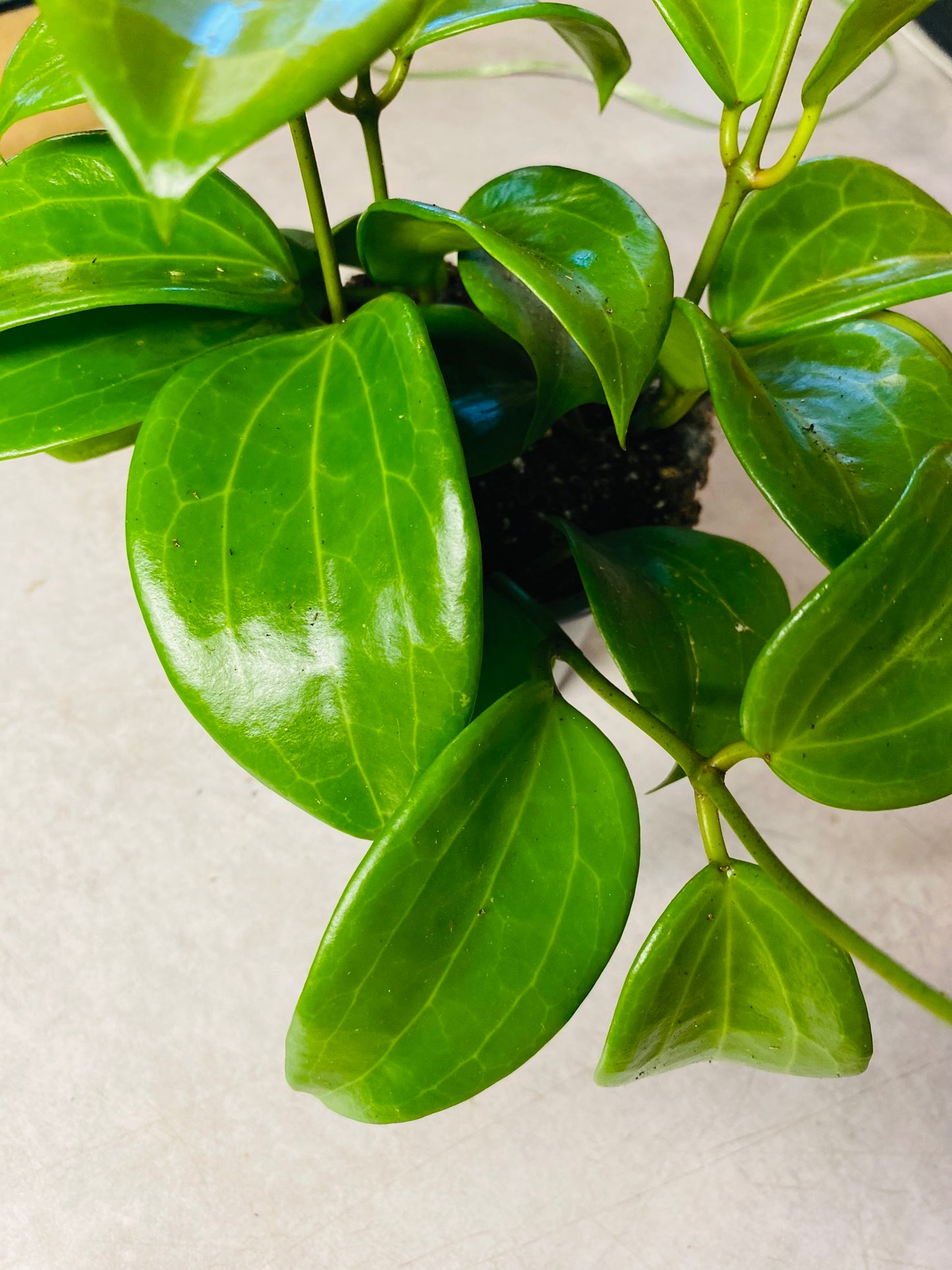 Hoya Quinquenervia