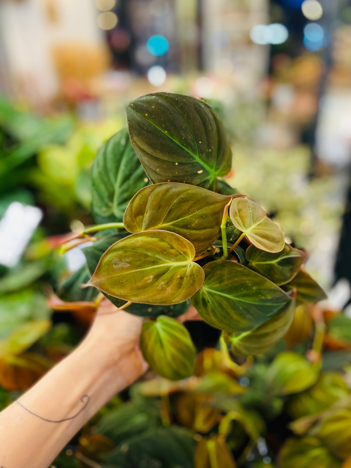 Philodendron Micans