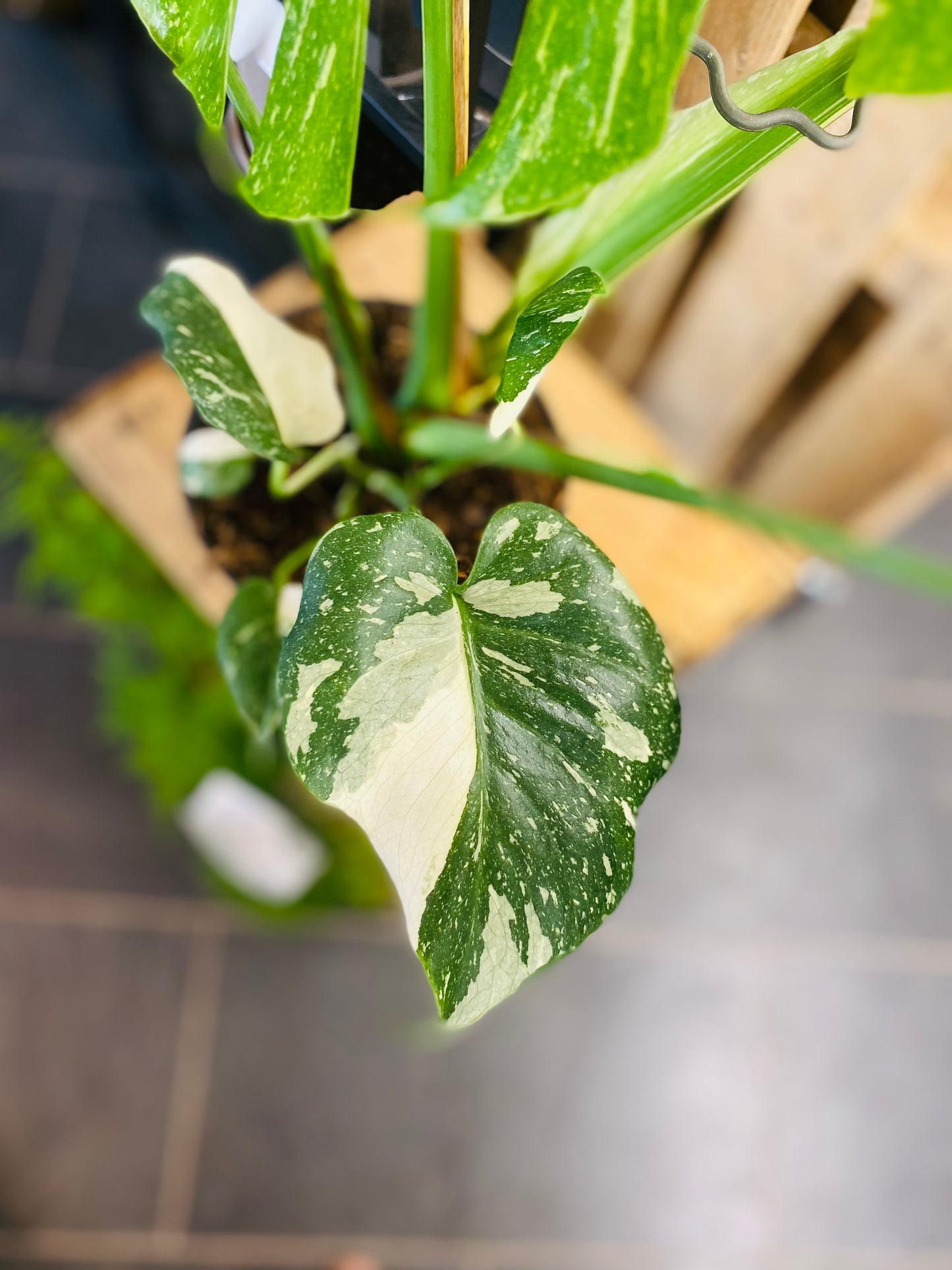 Monstera Thai Constellation - 70 cm høy