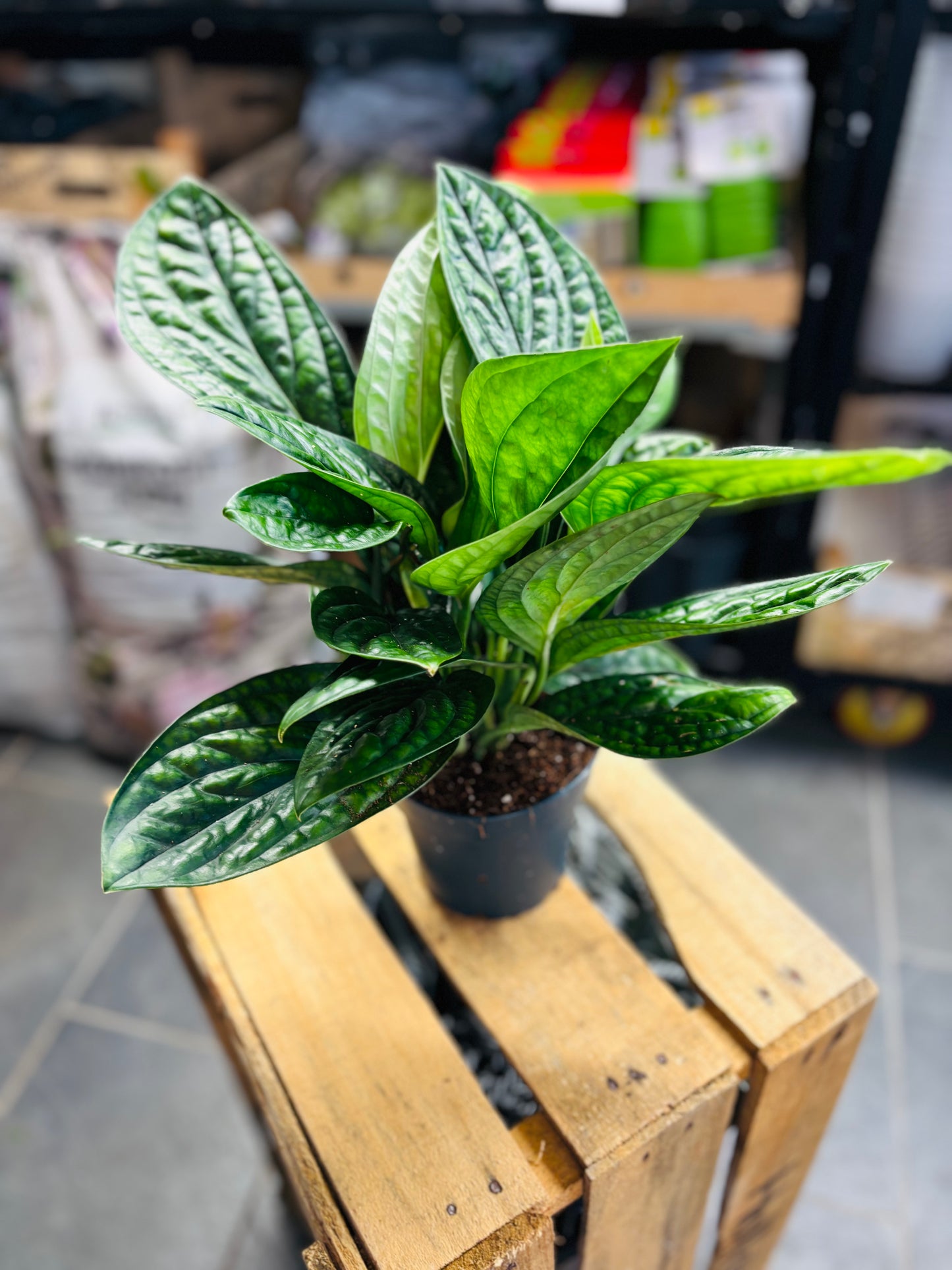 Monstera Peru