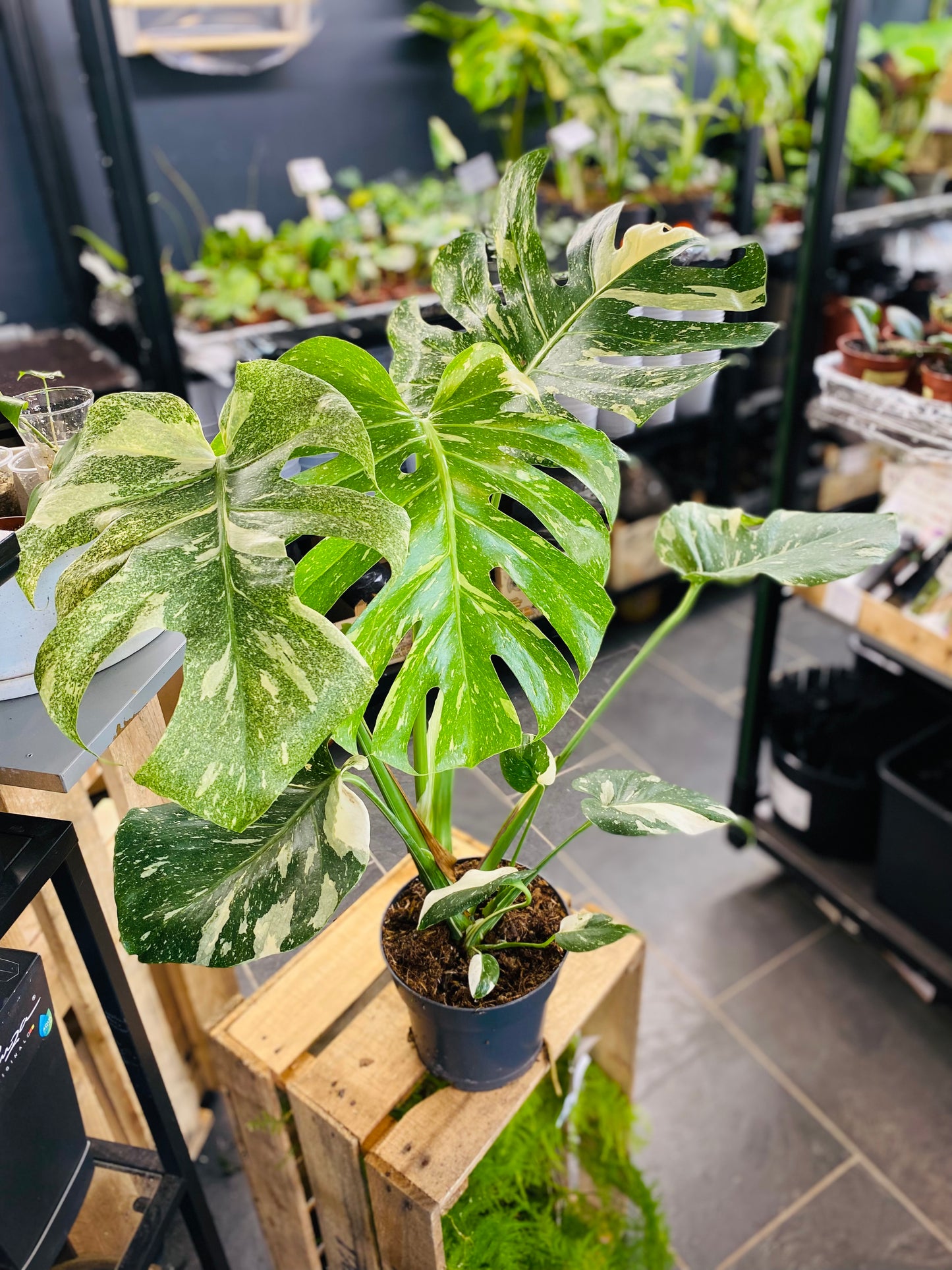 Monstera Thai Constellation - 70 cm høy