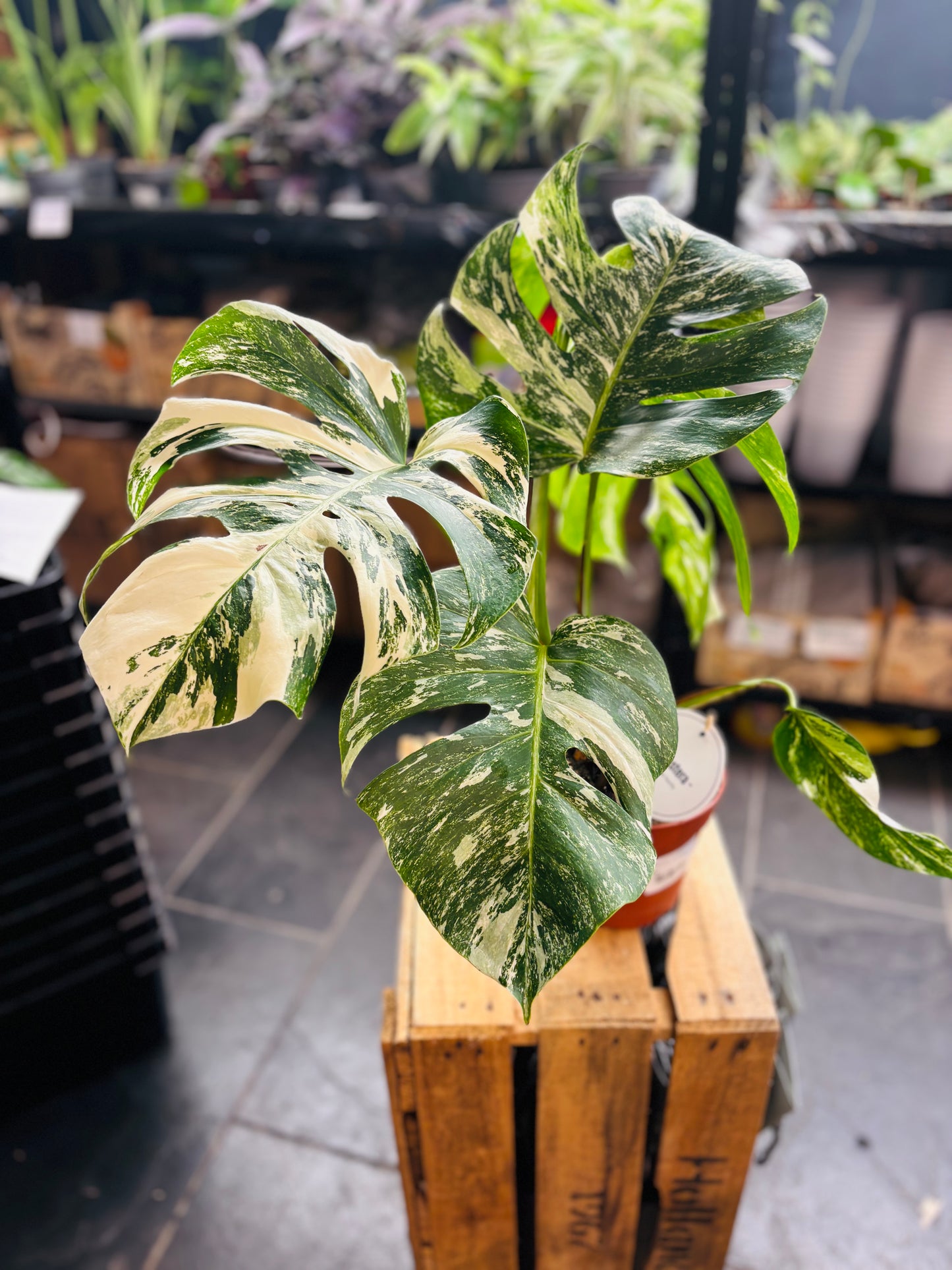 Monstera Variegata - Mye - 4