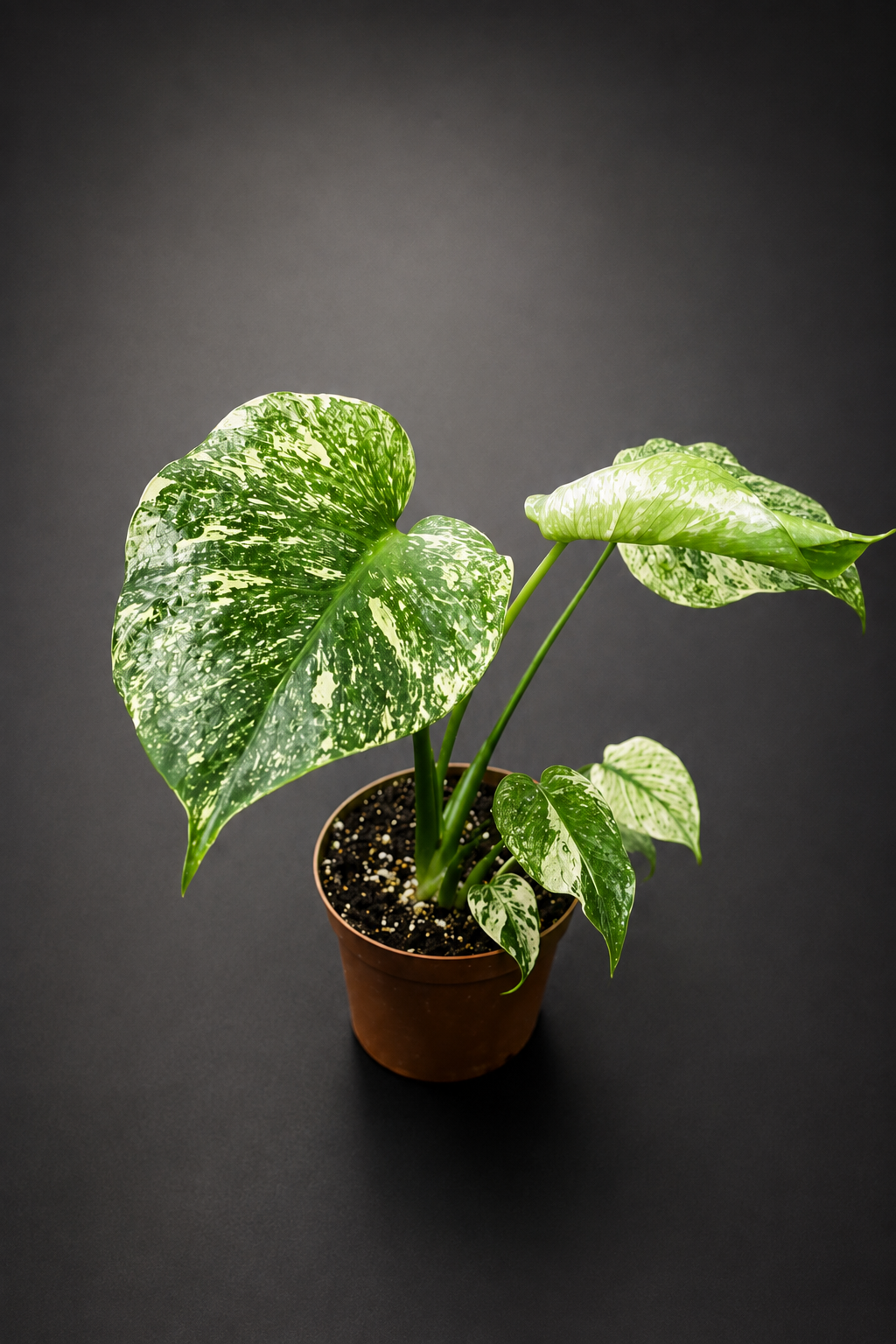 Monstera Mint - 4