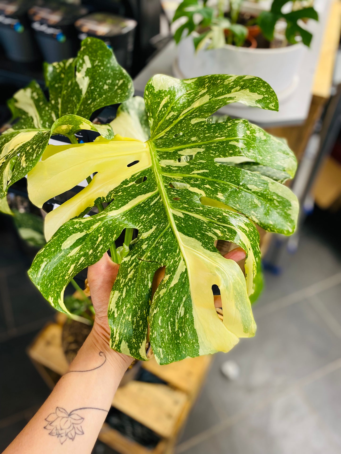 Monstera Thai Constellation - 50 cm høy - 2