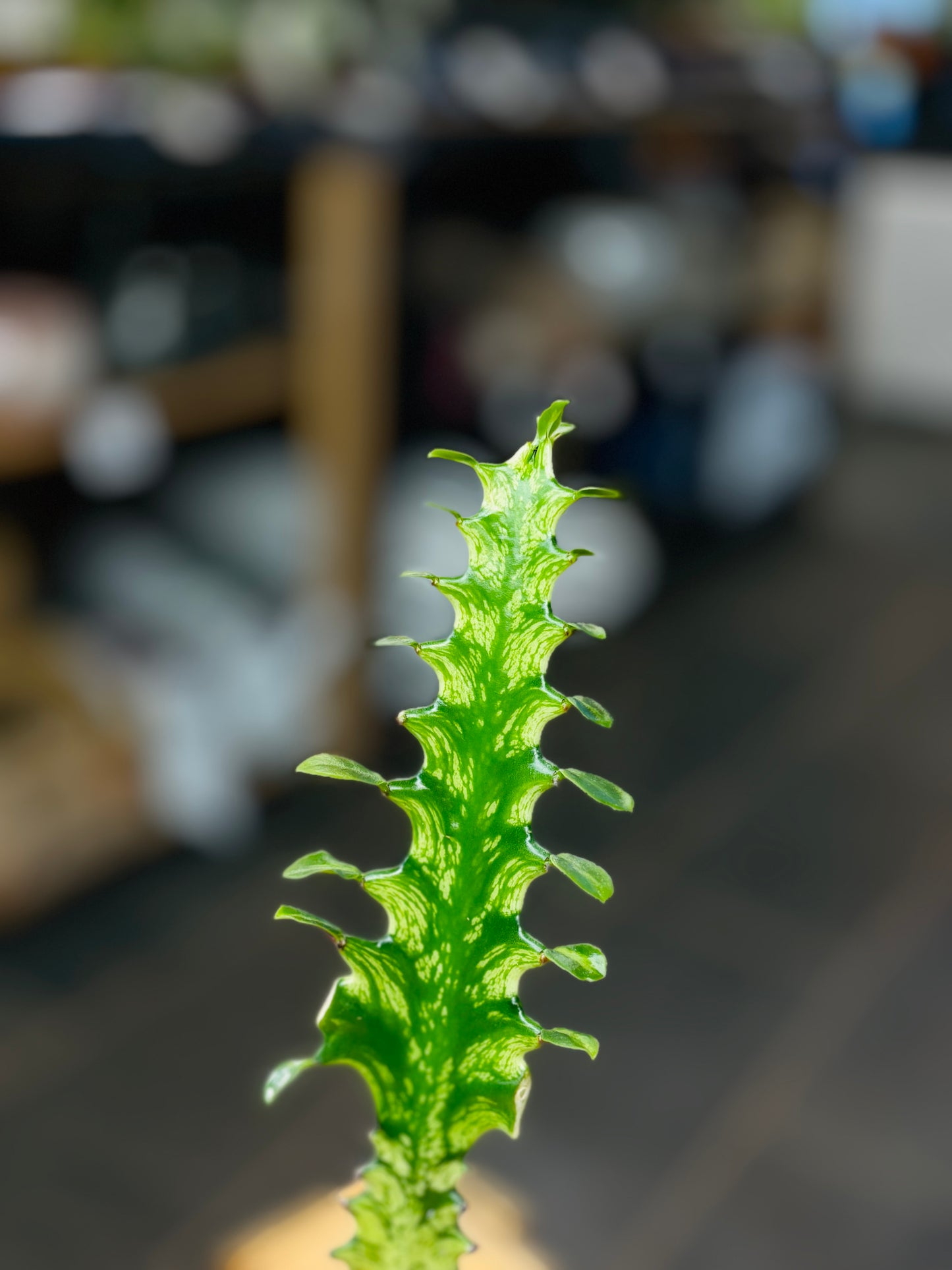 Euphorbia Lactea Variegata