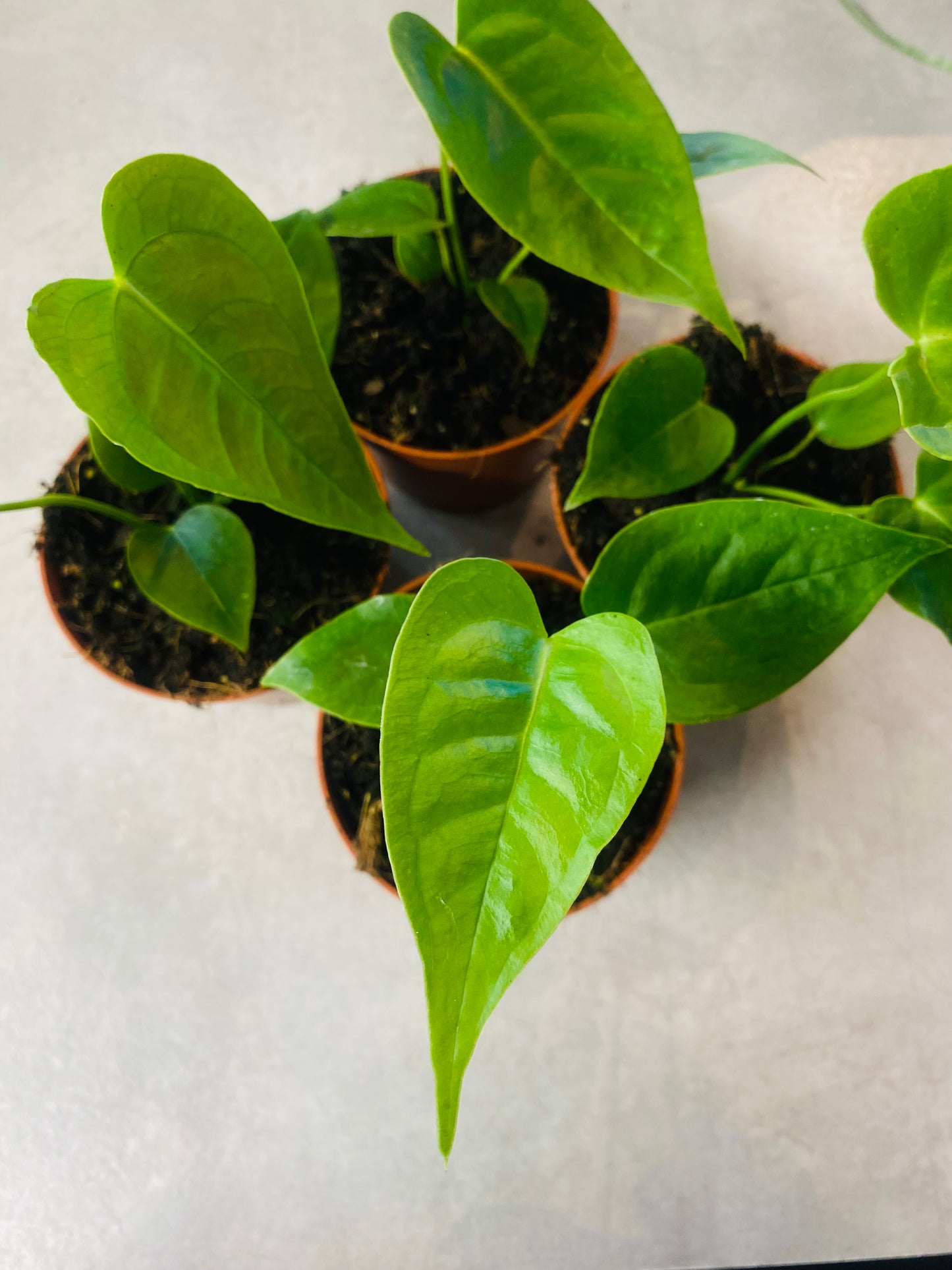 Anthurium Veitchii