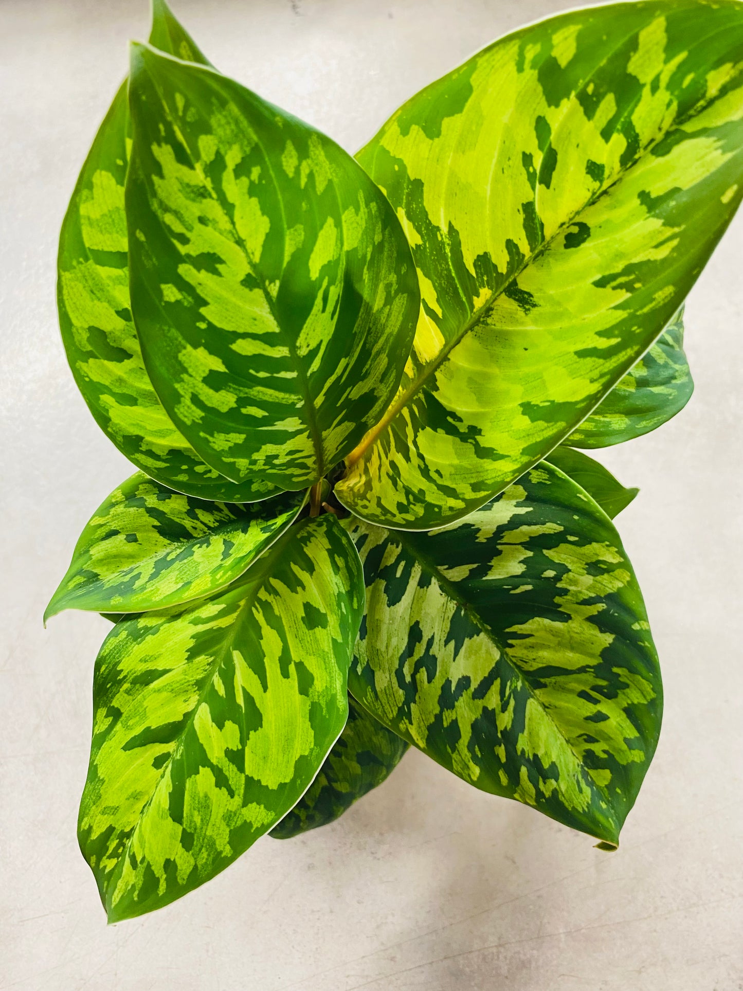 Homalomena Camouflage