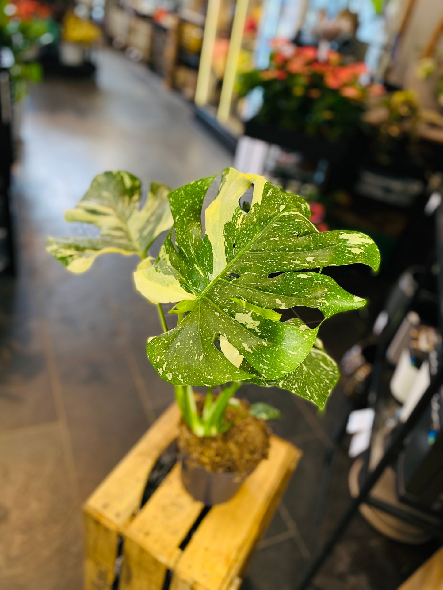 Monstera Thai Constellation - 50 cm høy - 1