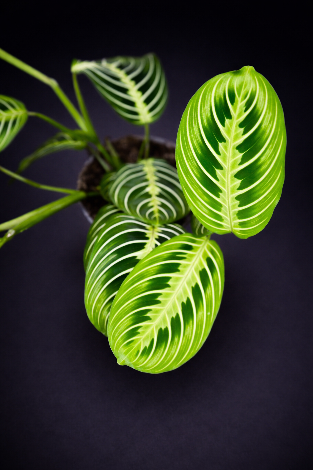 Maranta Lemon Lime