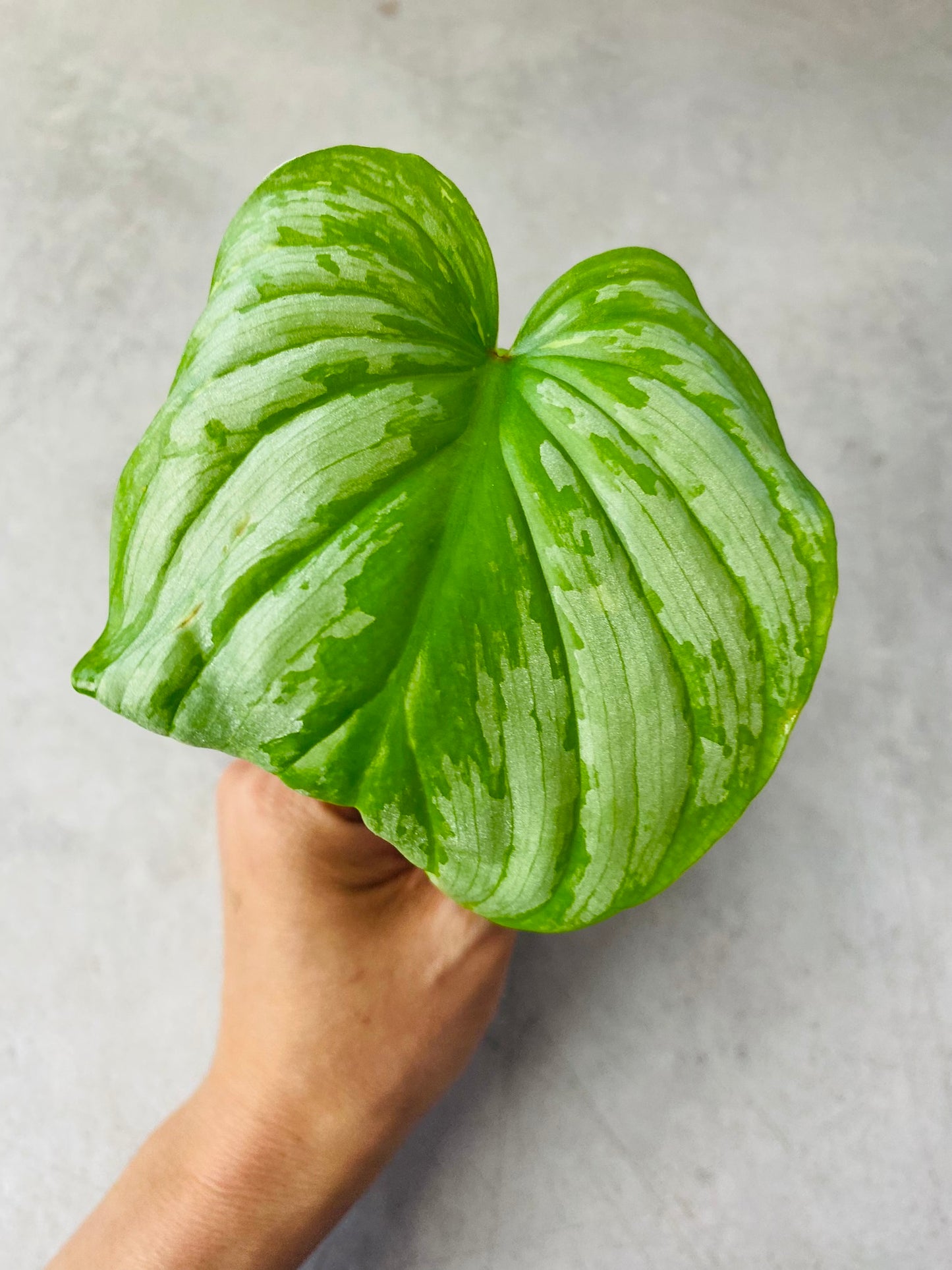 Philodendron Mamei - Stikling