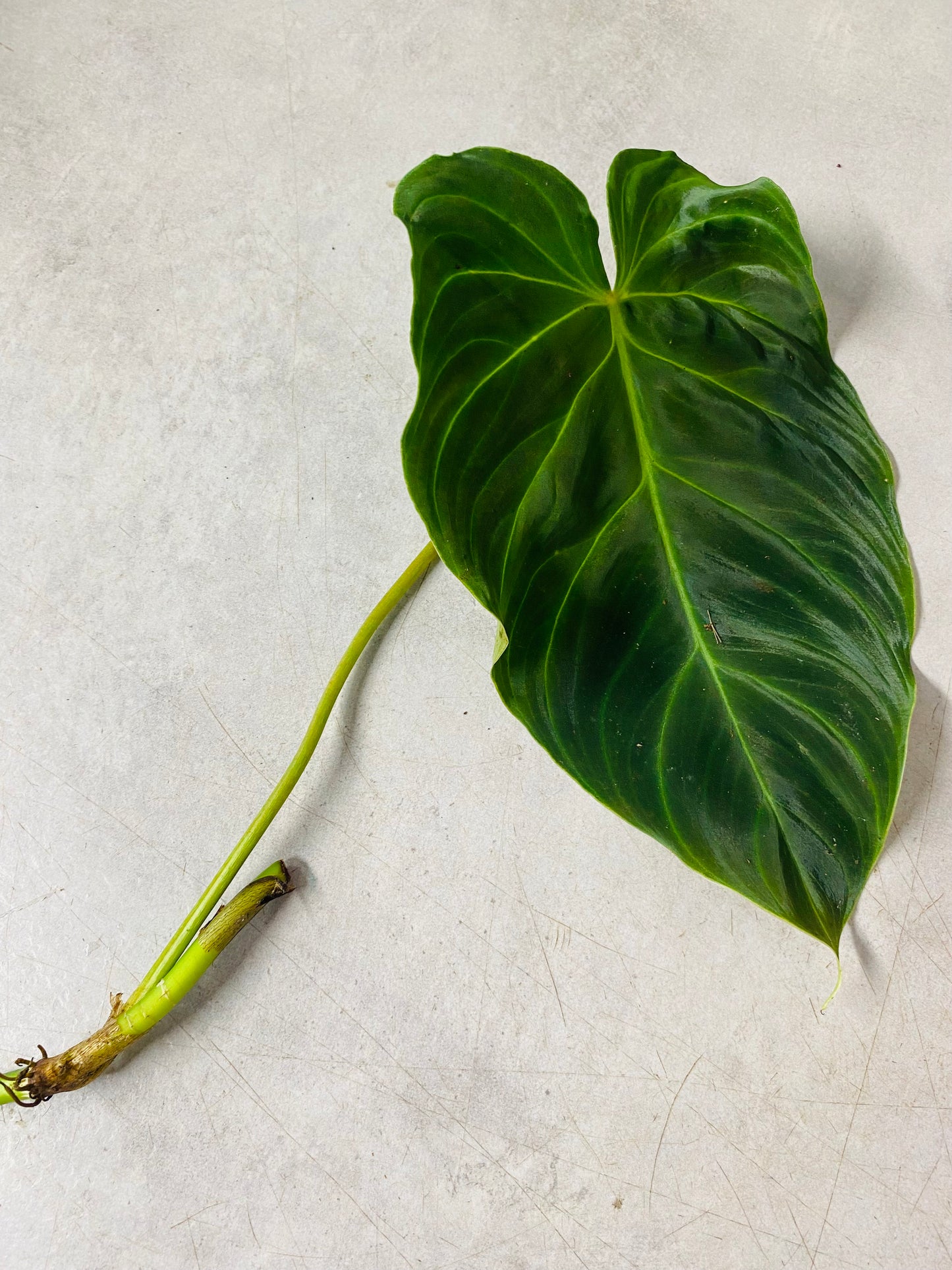 Philodendron Splendid - stikling