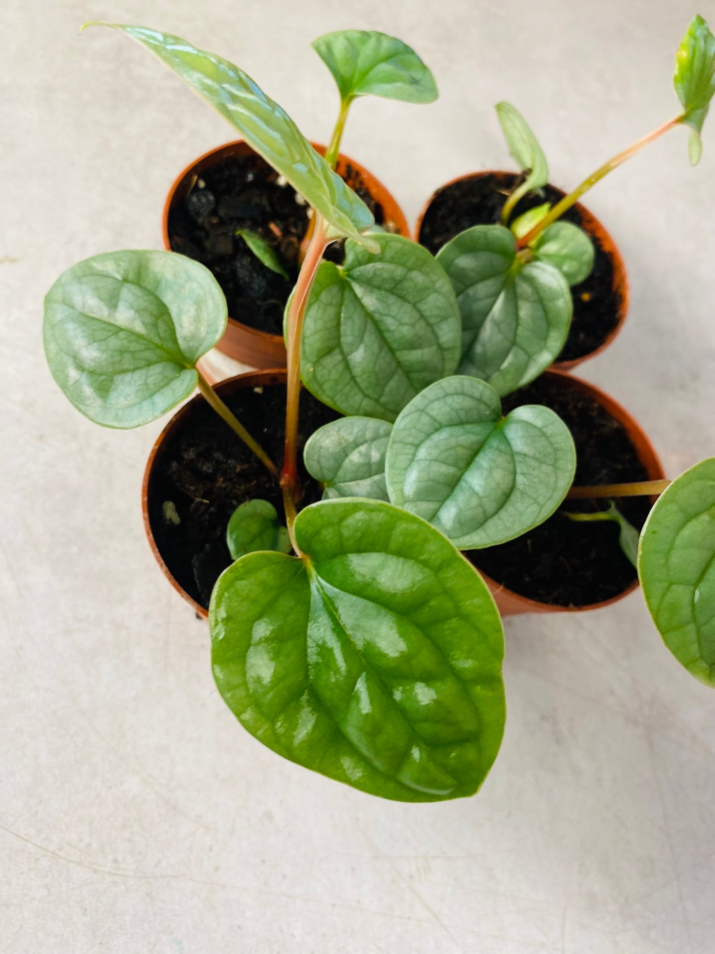 Anthurium Luxurians