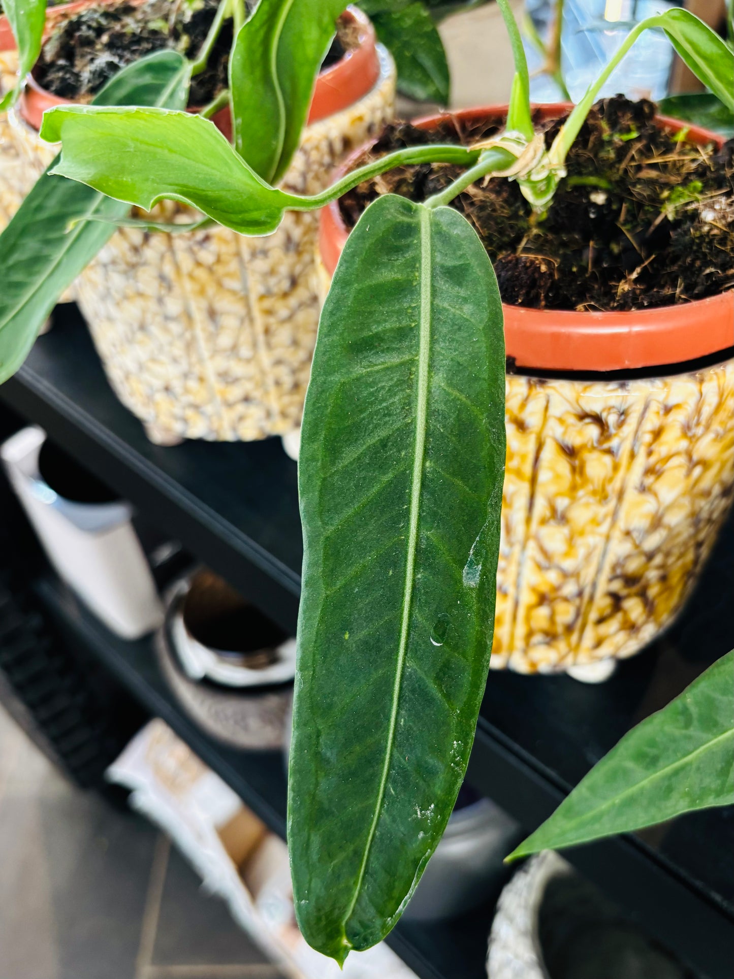 Anthurium Pallidiflorum