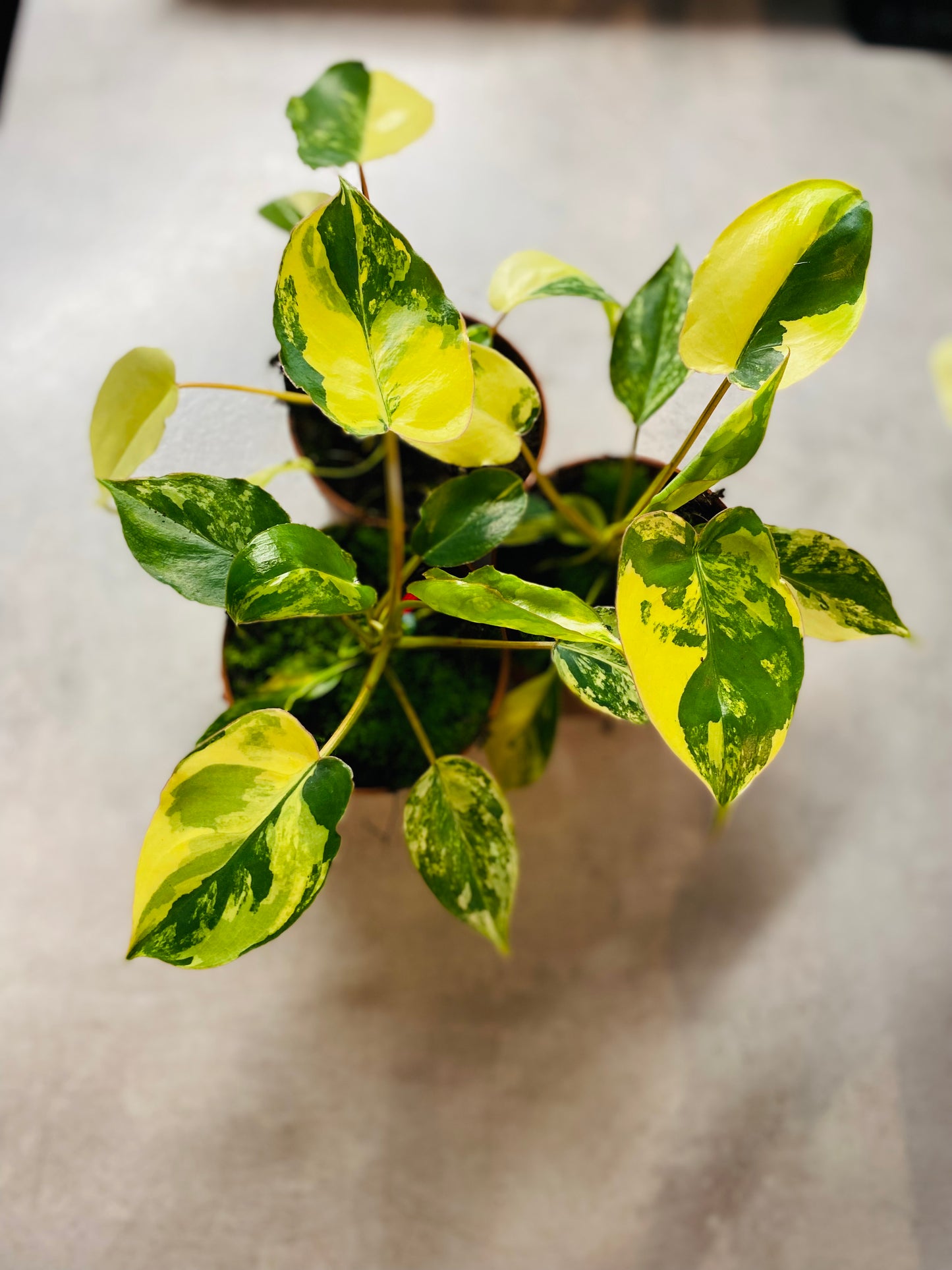 Philodendron Burle Marx Variegata