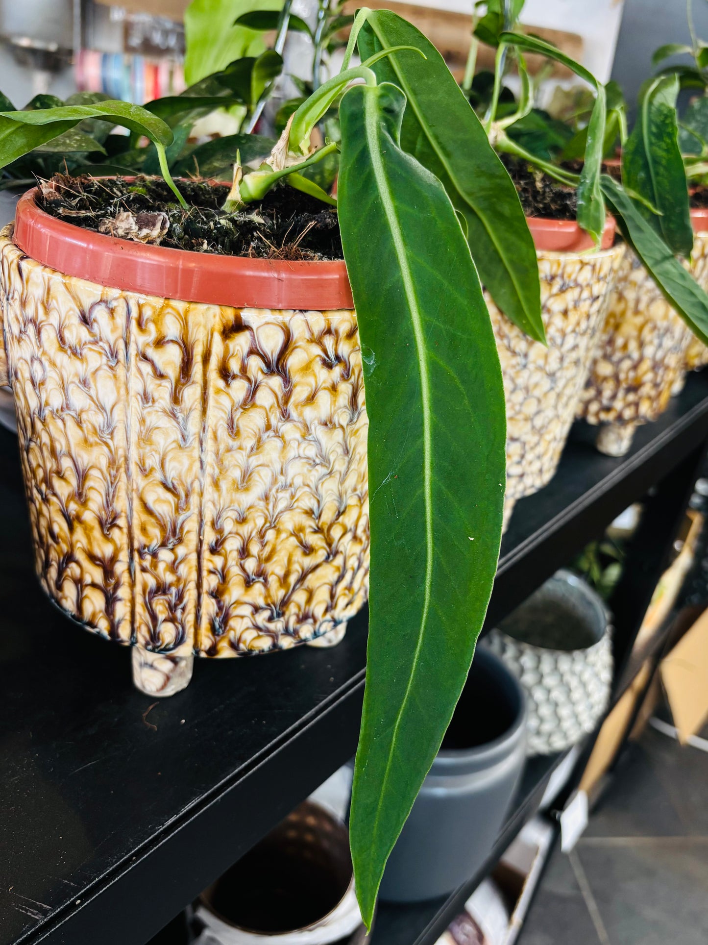 Anthurium Pallidiflorum