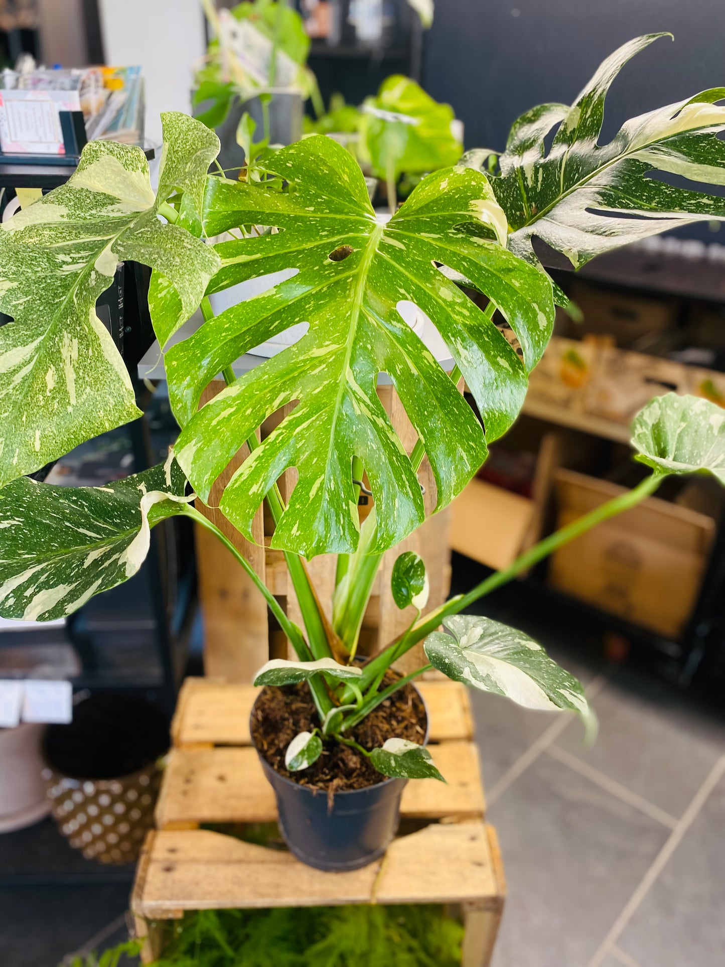 Monstera Thai Constellation - 70 cm høy