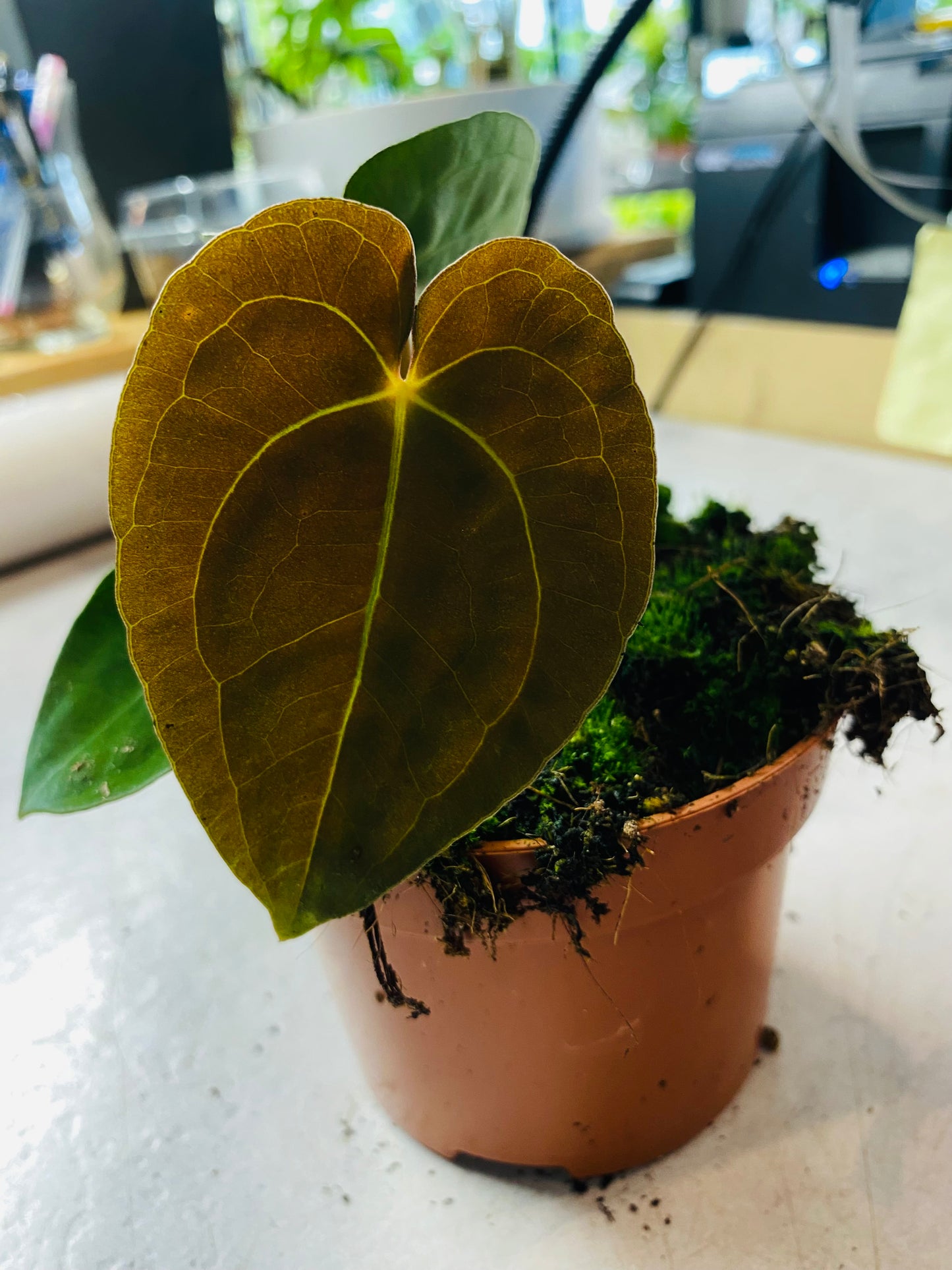 Anthurium Papillilaminum
