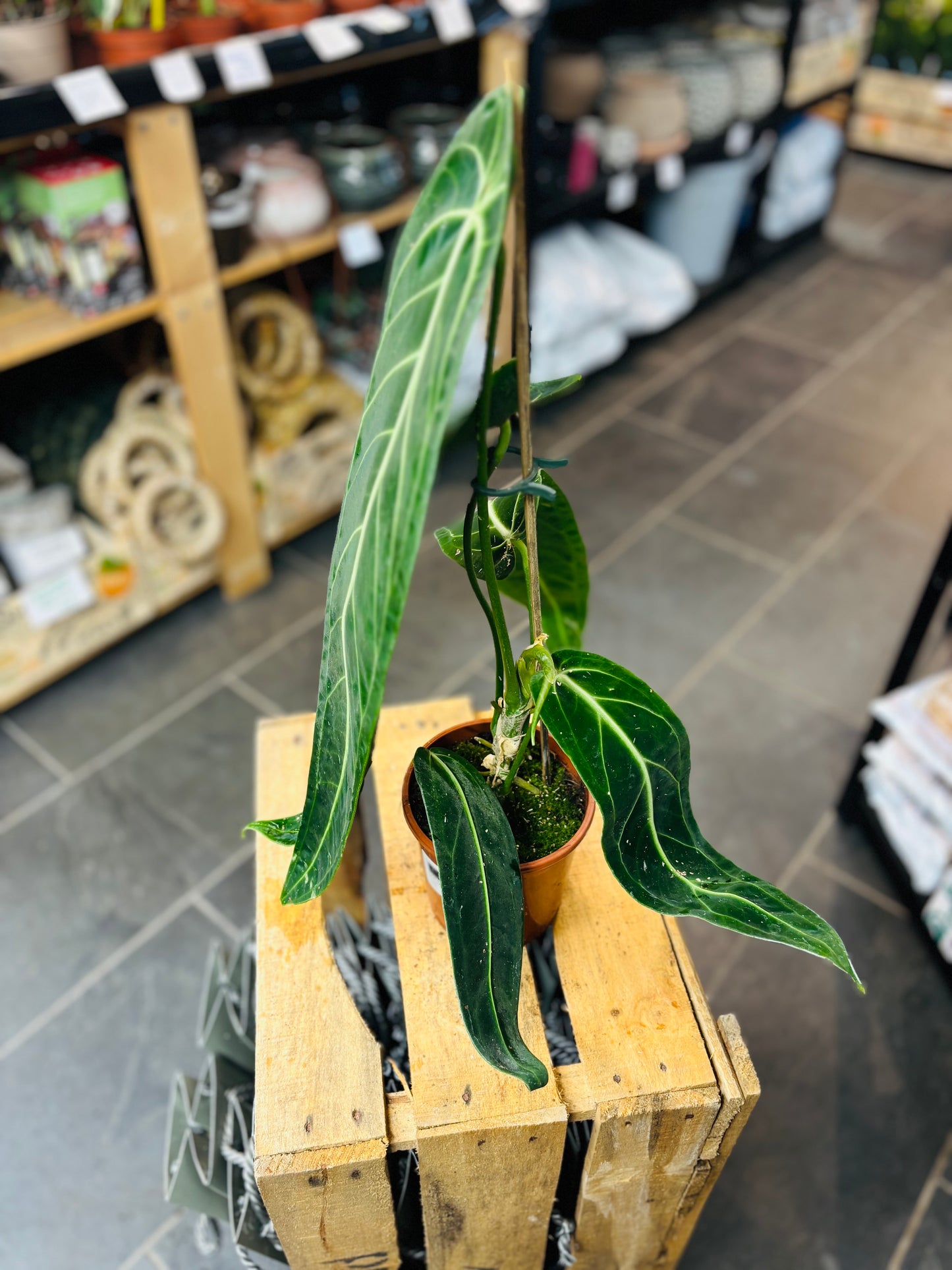 Anthurium Warocqueanum - 12 cm potte