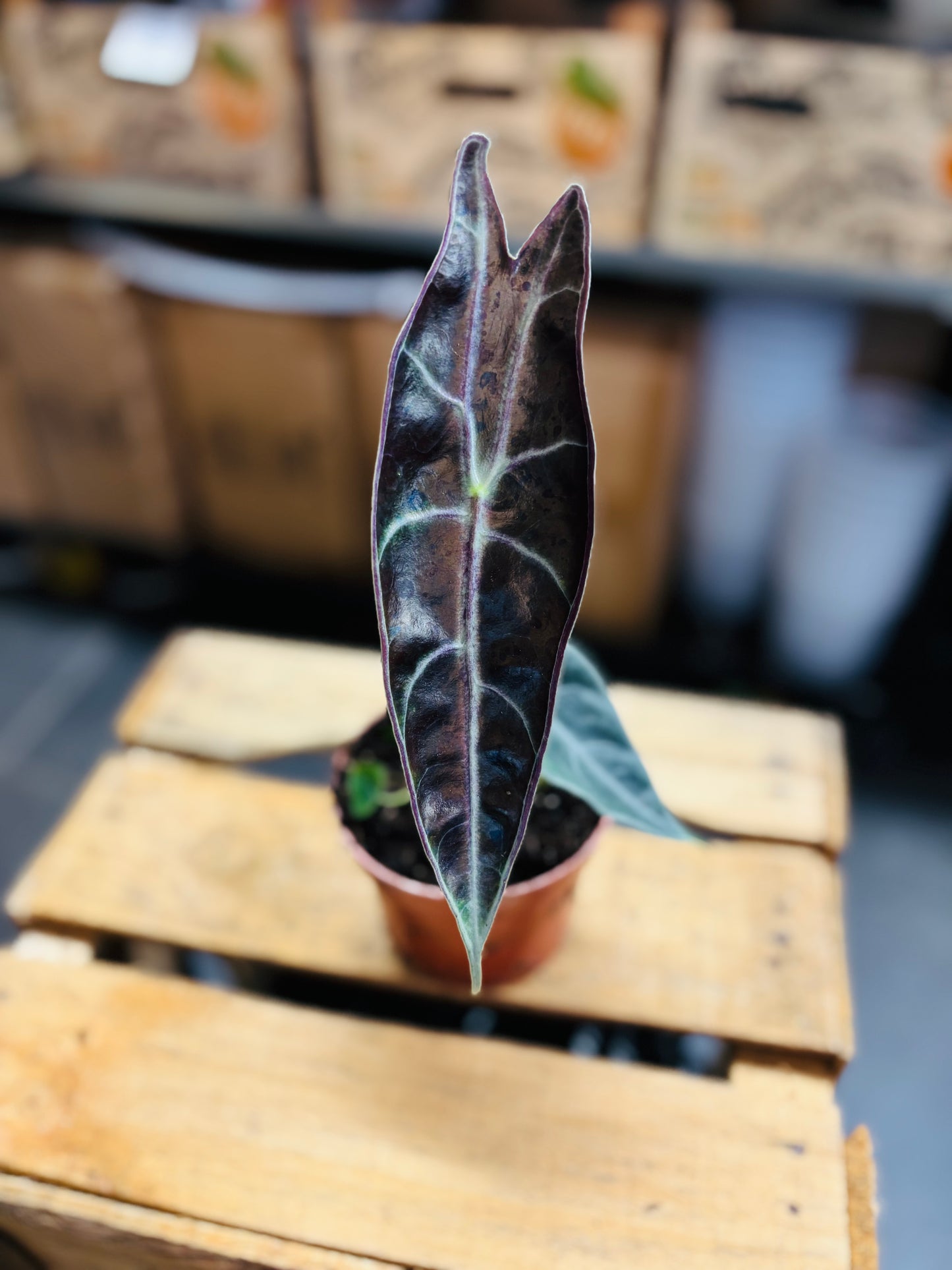 Alocasia Longiloba Purple