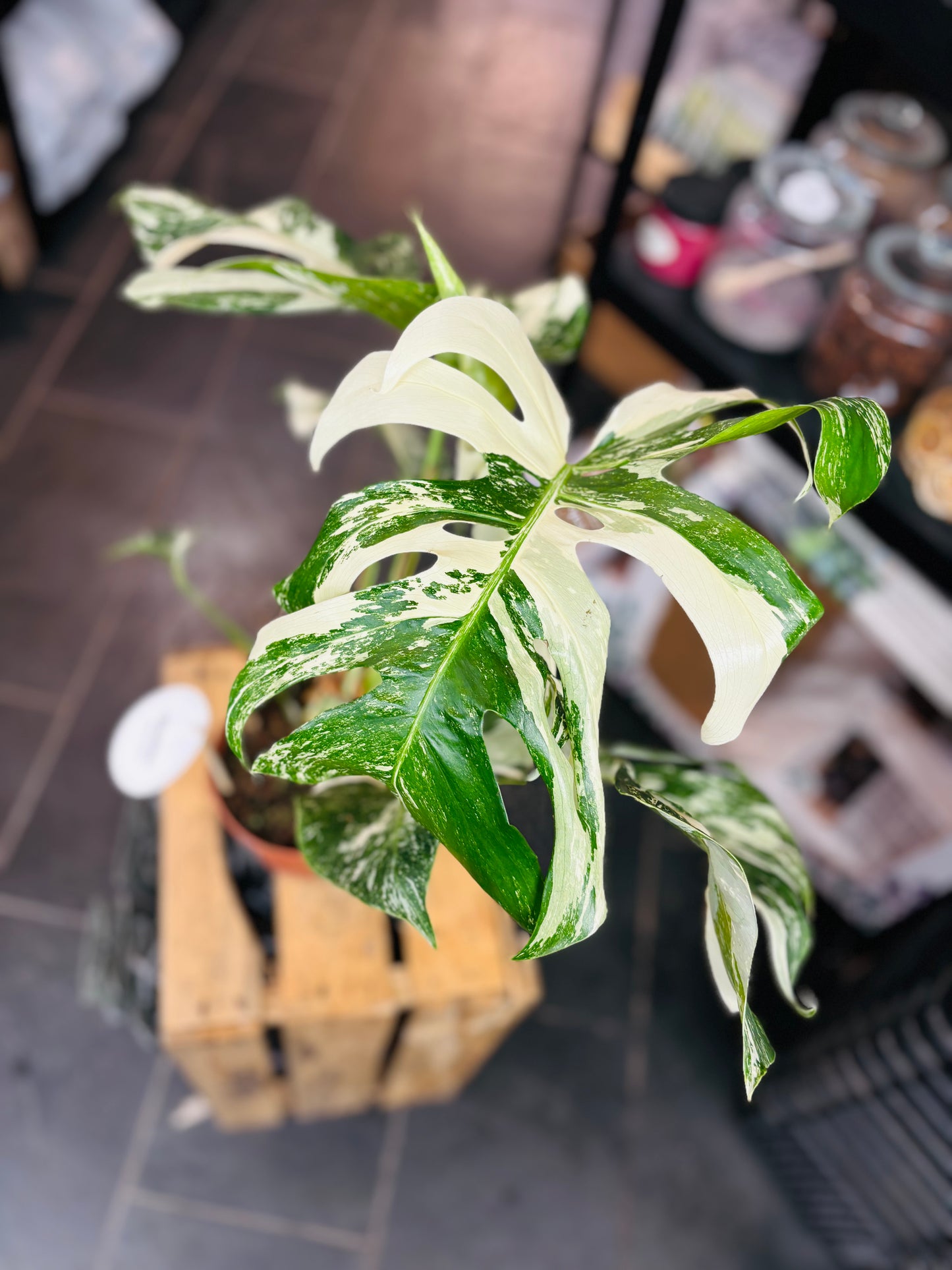Monstera Variegata - Mye - 5