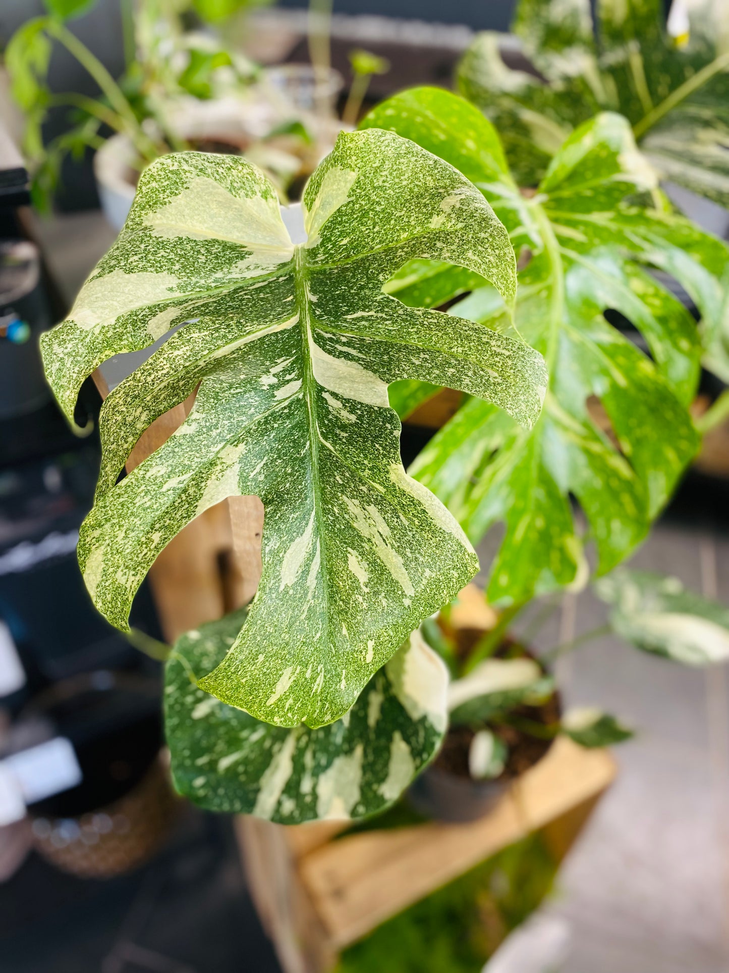 Monstera Thai Constellation - 70 cm høy