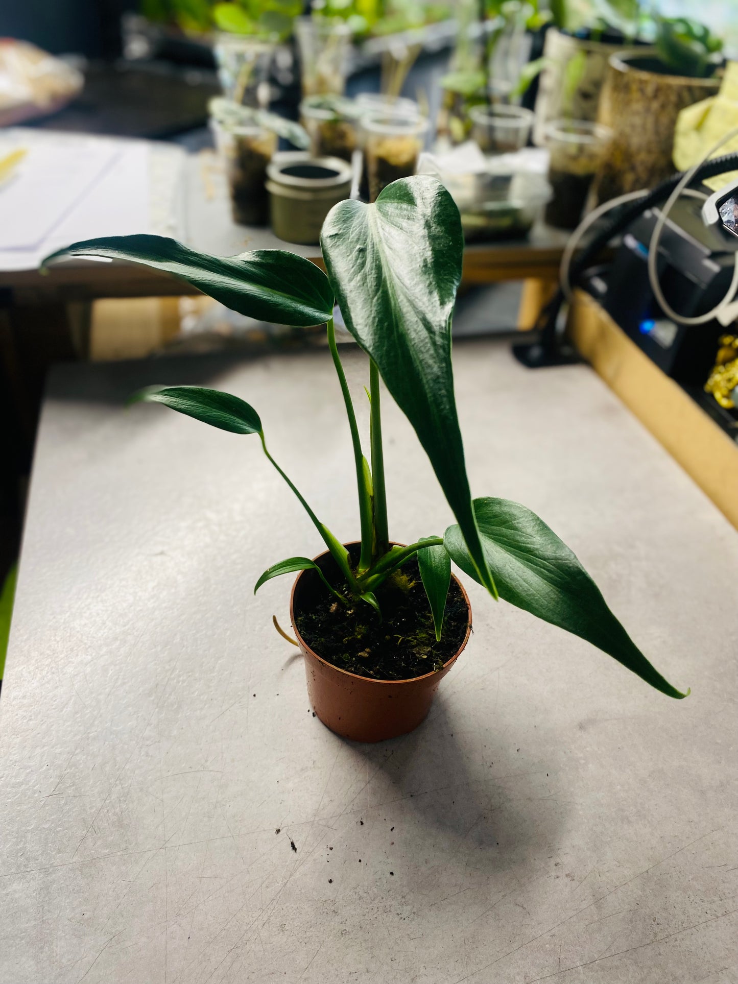 Monstera Burle Marx Flame
