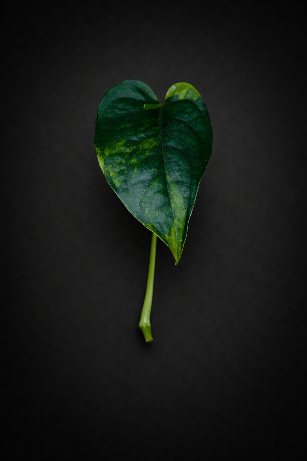 Monstera Siltepecana Aurea Variegata - Side Stikling