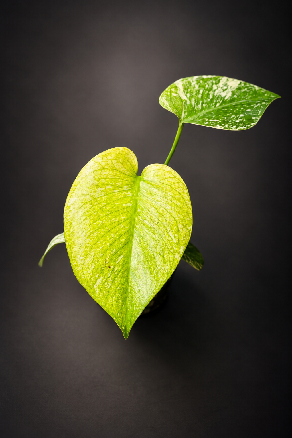 Monstera Mint