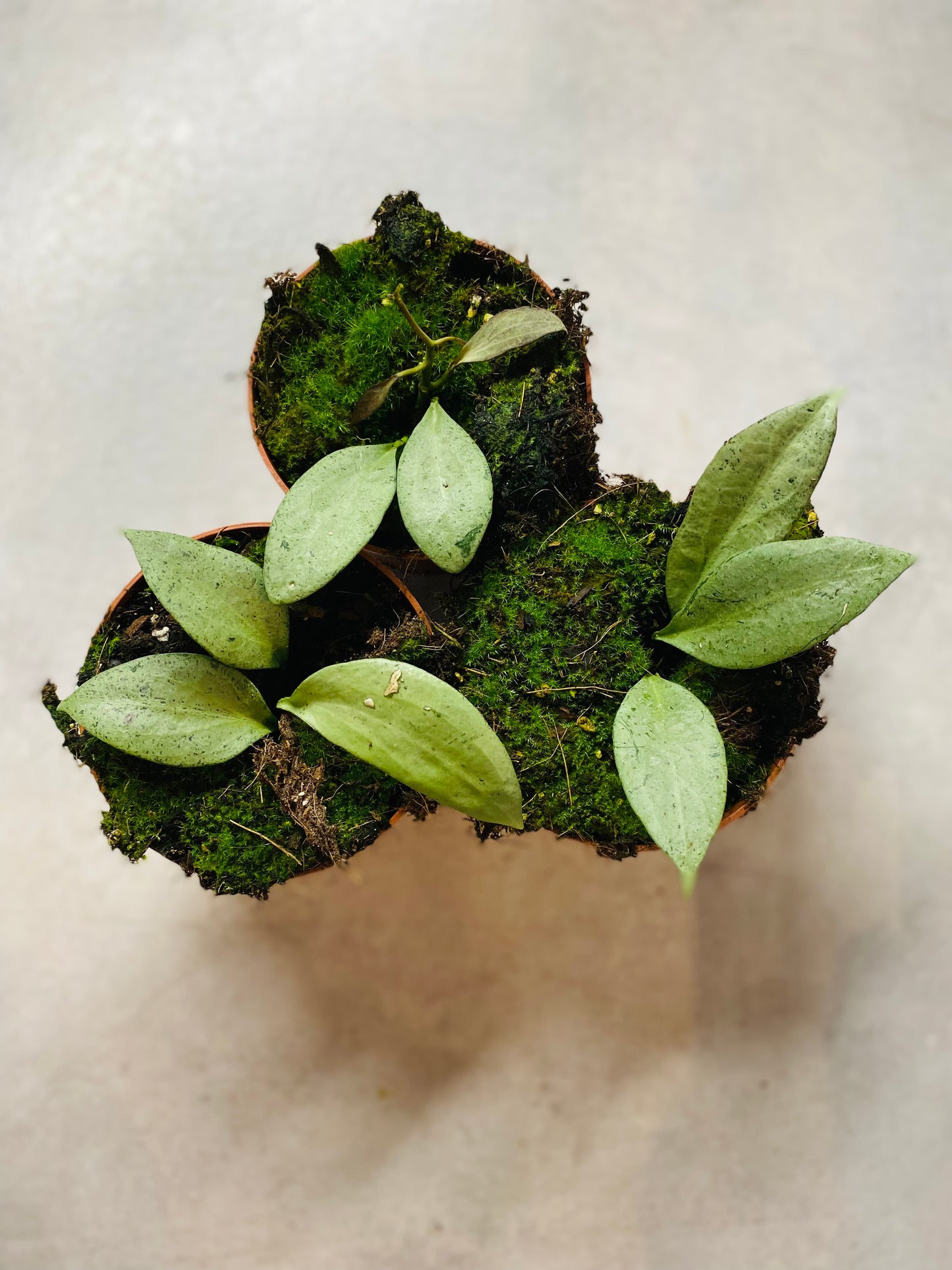 Hoya New Guinea Ghost