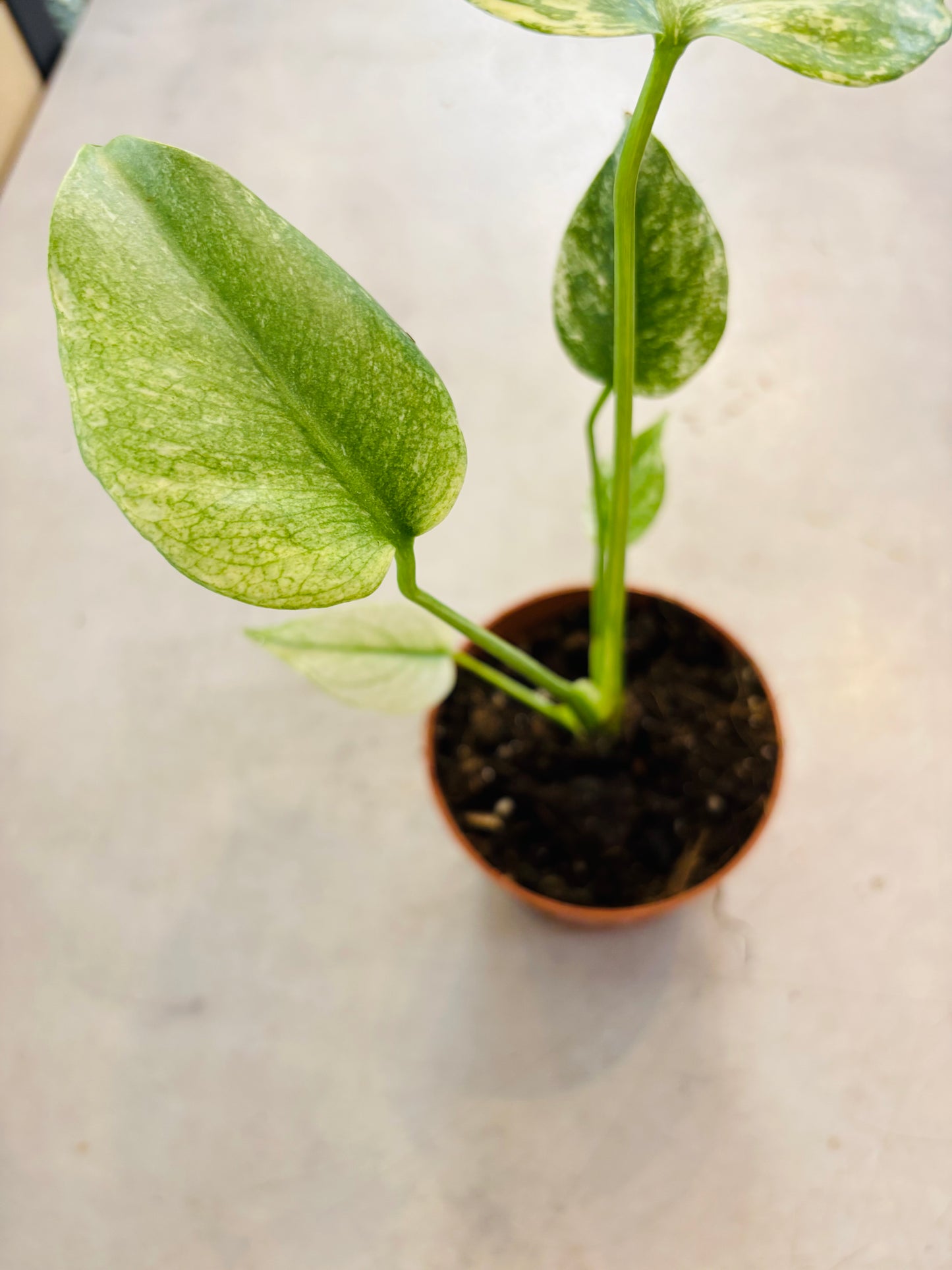 Monstera Mint - 4