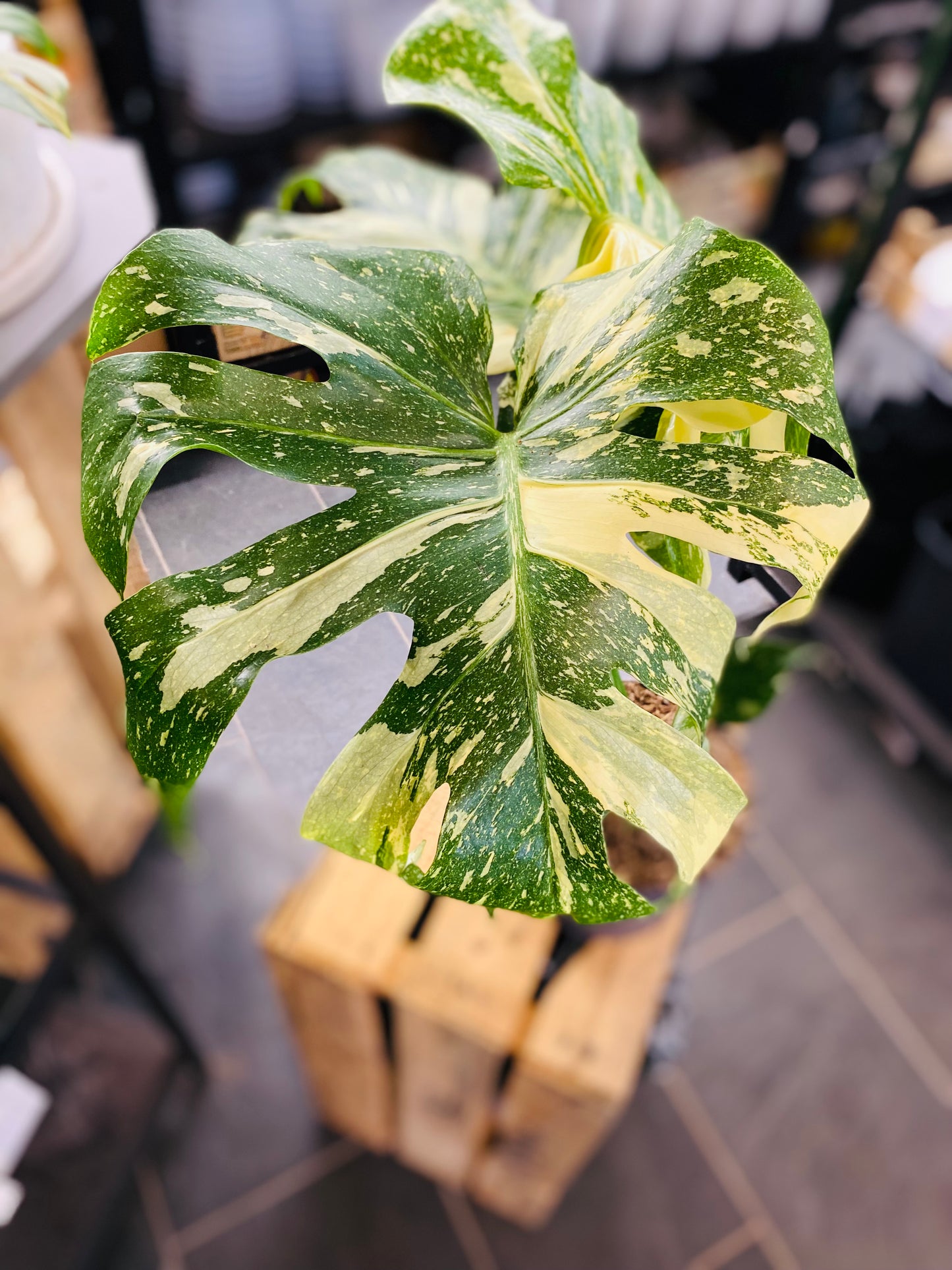Monstera Thai Constellation - 50 cm høy - 2