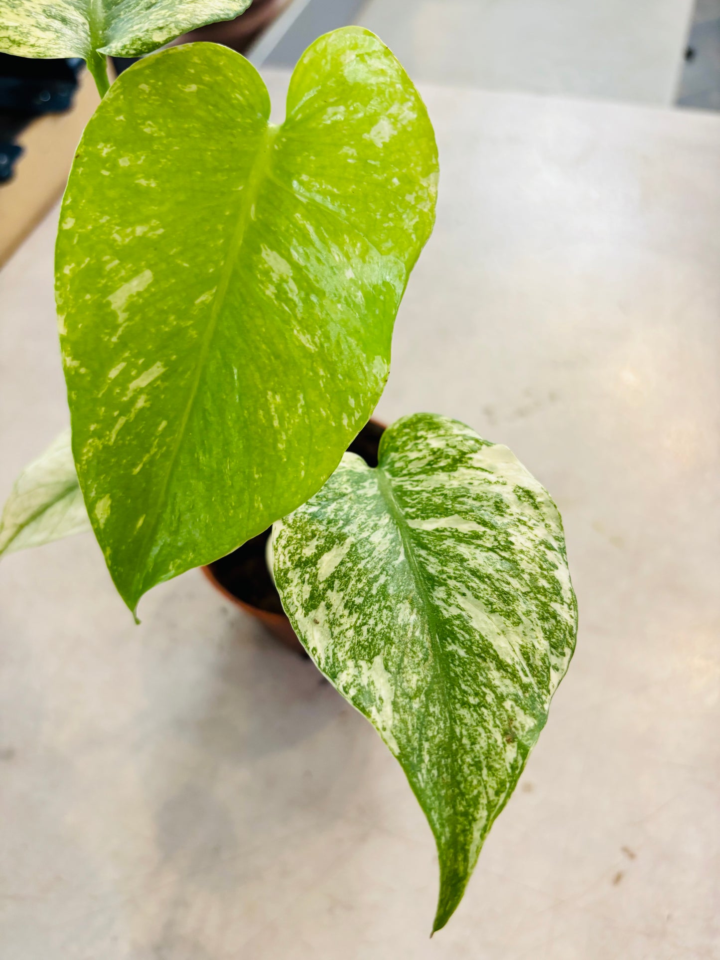 Monstera Mint - 5