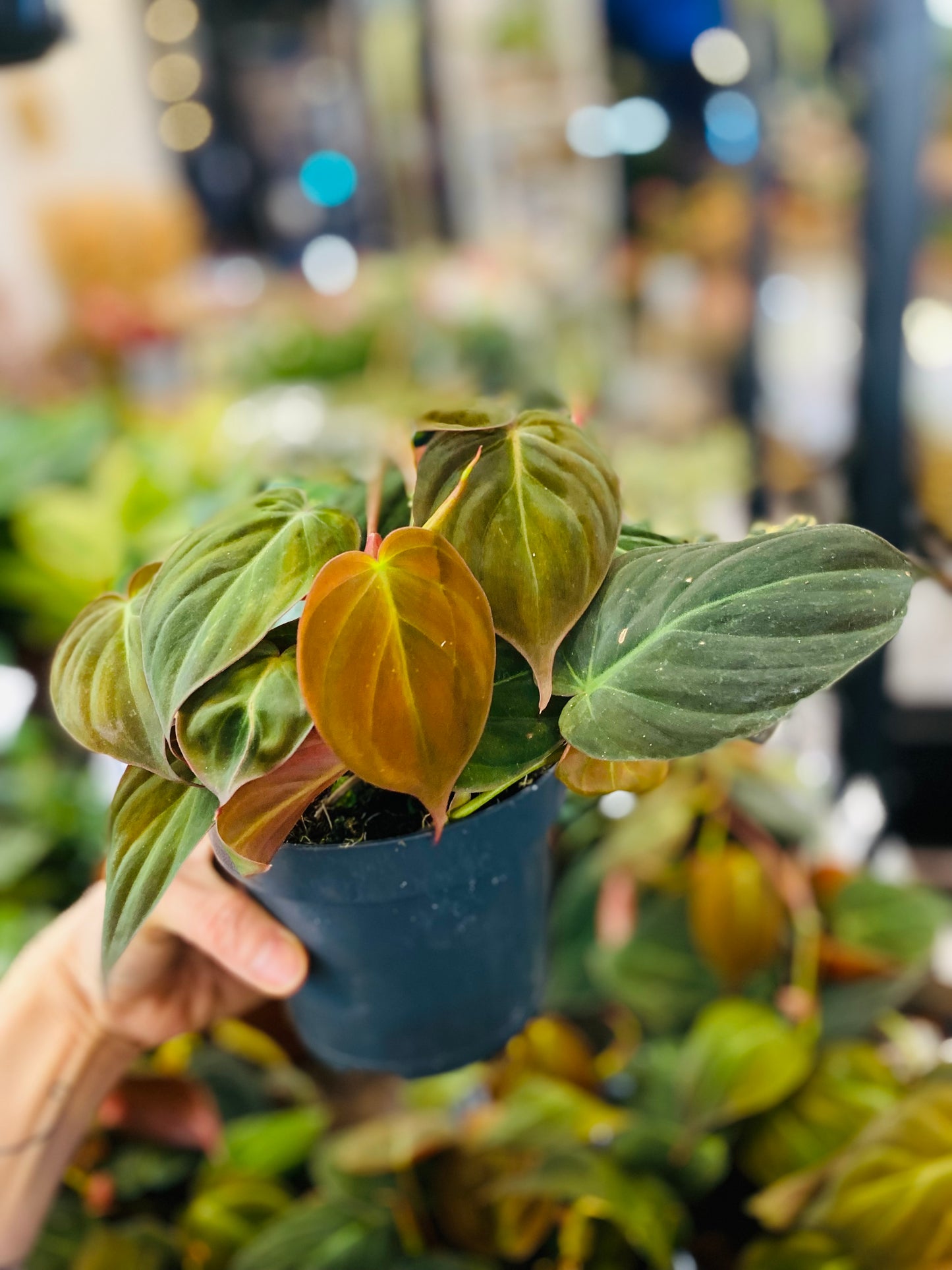 Philodendron Micans