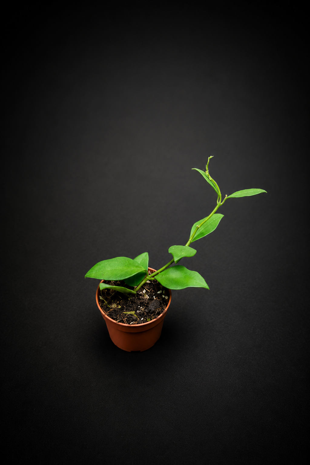 Hoya Nummularioides