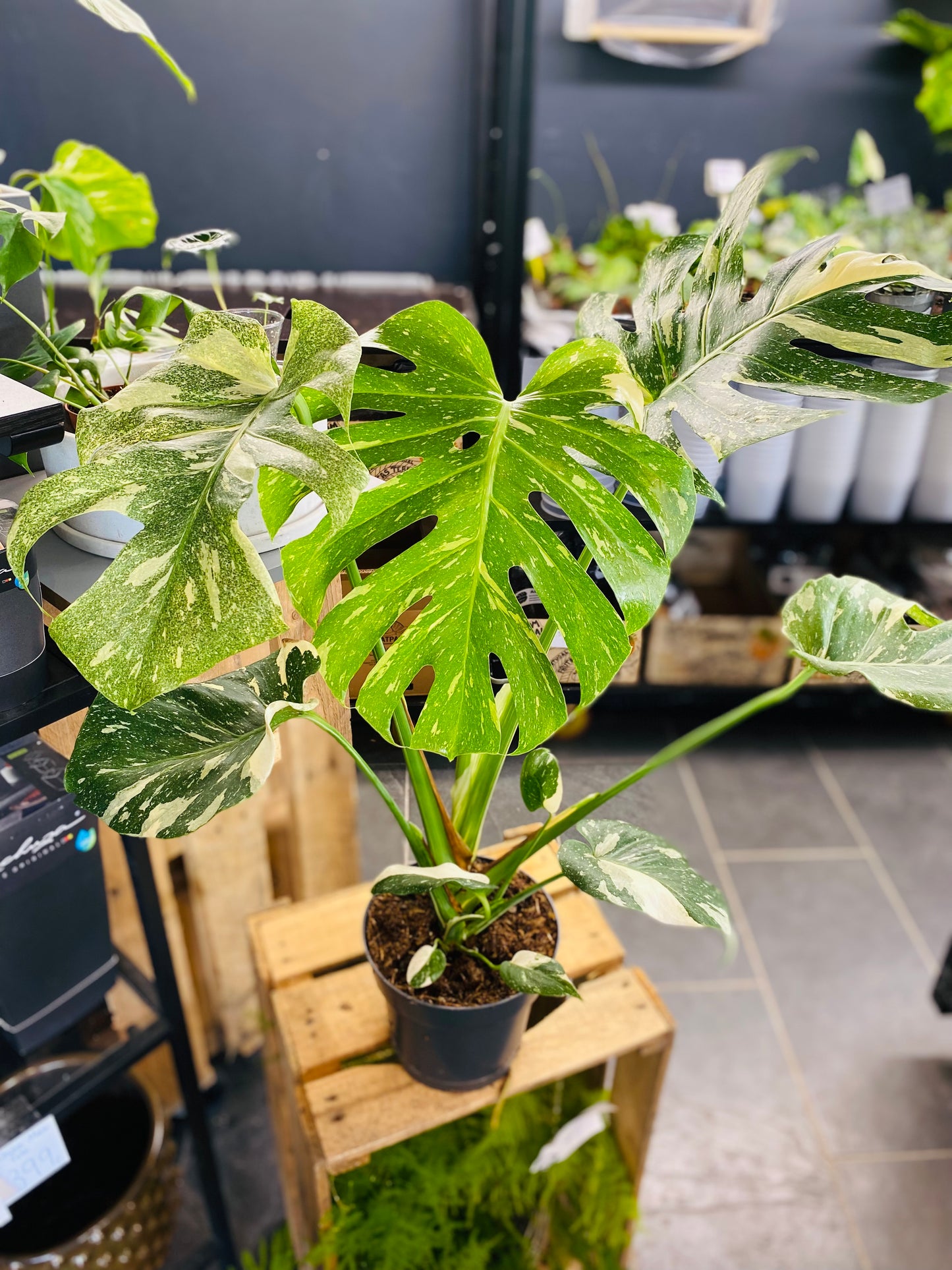 Monstera Thai Constellation - 70 cm høy