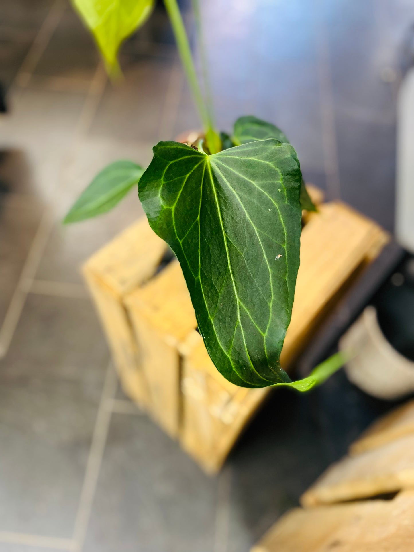 Anthurium Delta Force